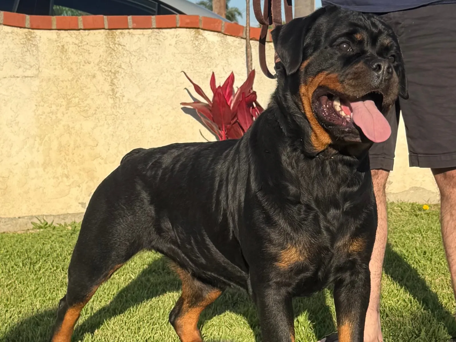 Lili — Vom Banda Hause Rottweiler