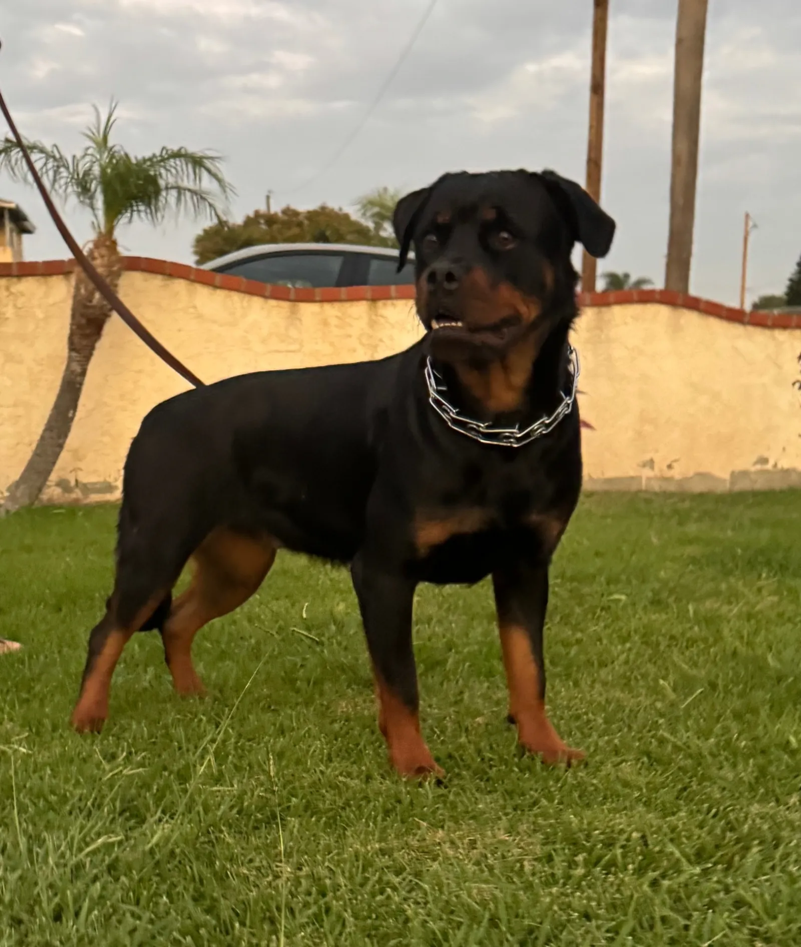 Nikki — AKC Serbian bloodline Rottweiler dam at VomBandaHause Southern California