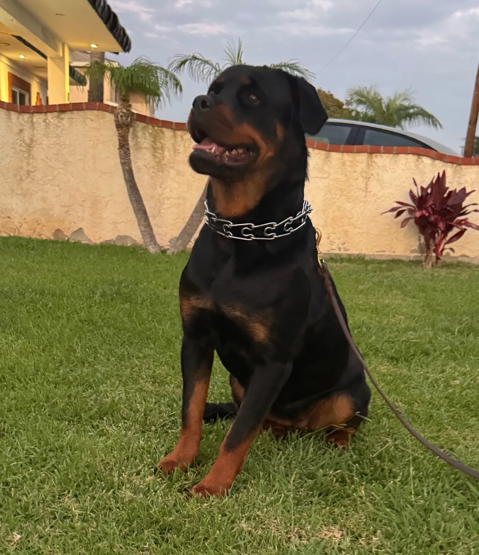 Nikki — Calm Working Temperament