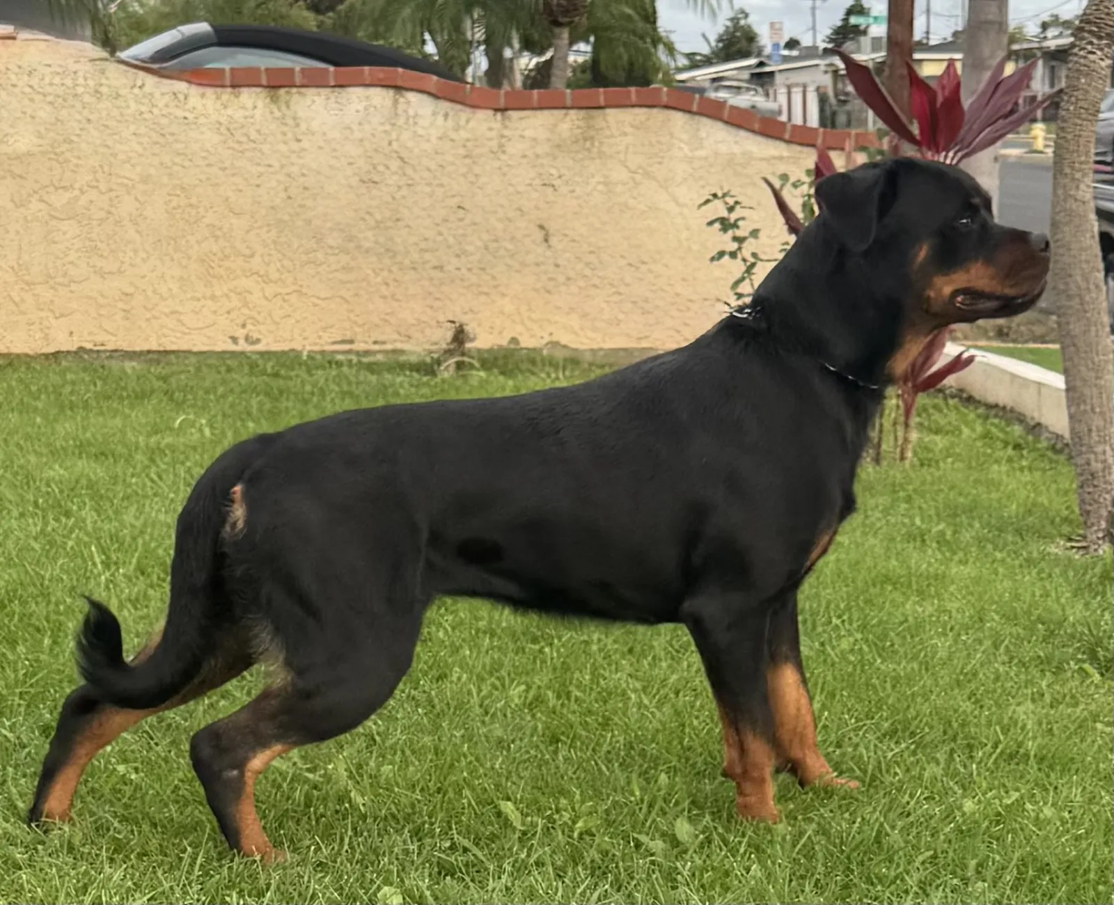 Nikki — Vom Banda Hause Rottweiler