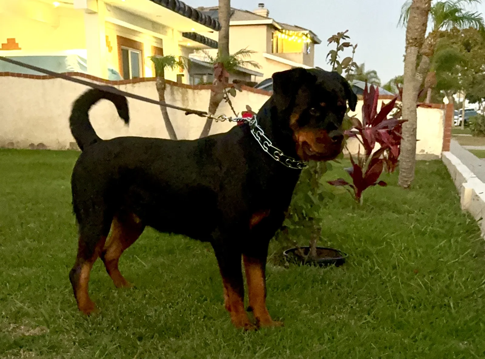 Nikki — Vom Banda Hause Rottweiler