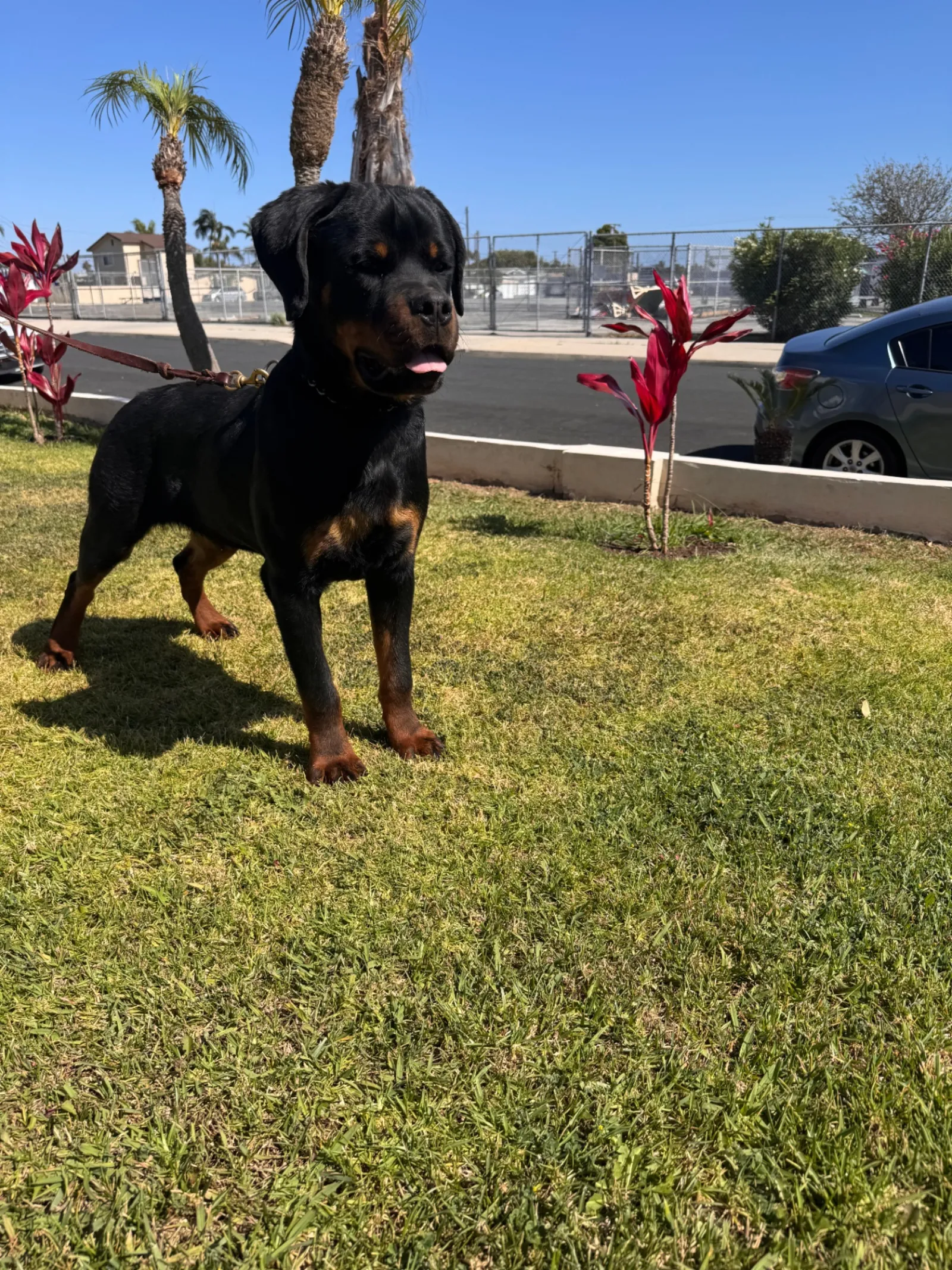 Lili's litter puppy 1