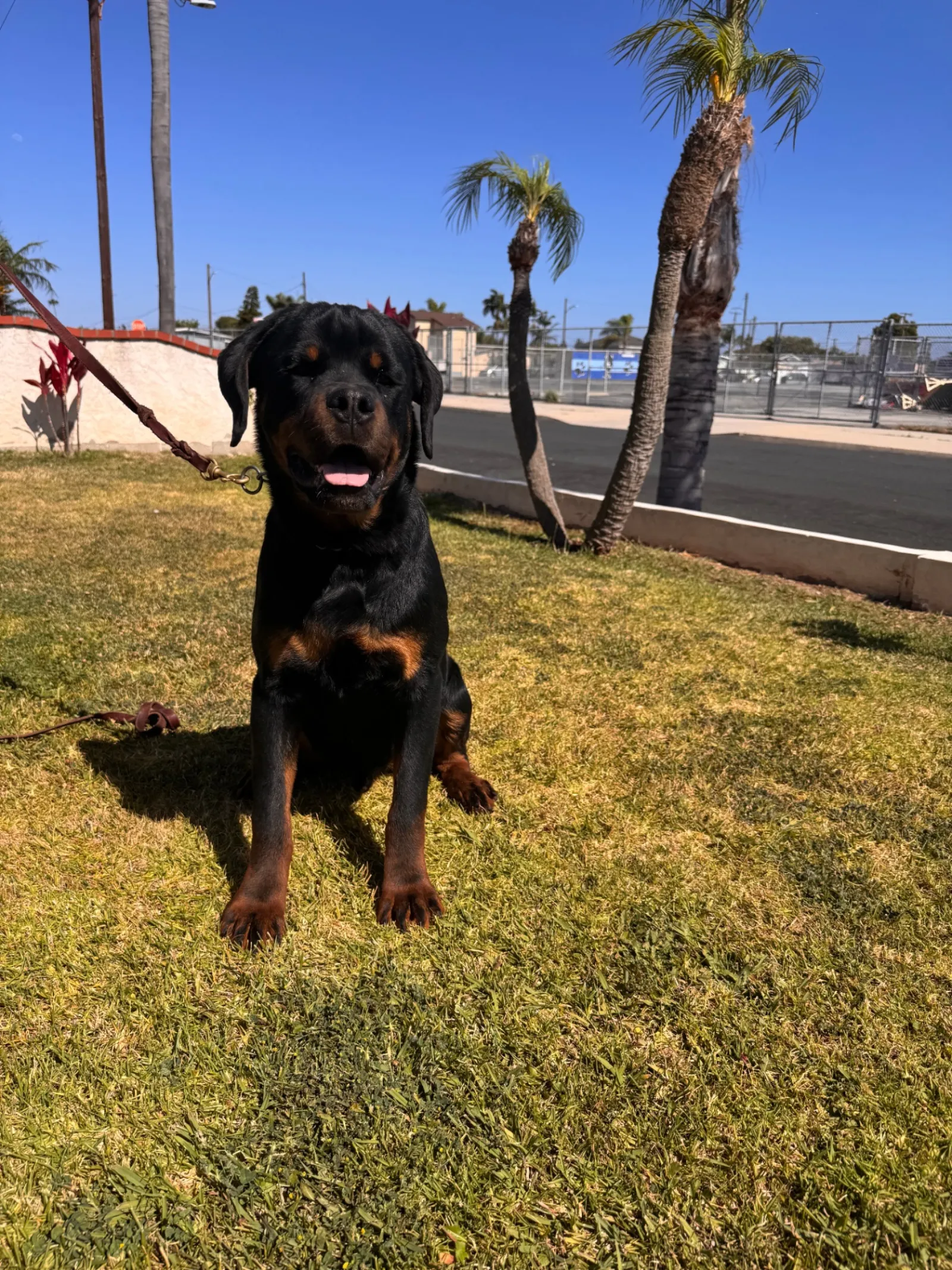 Lili's litter puppy 2