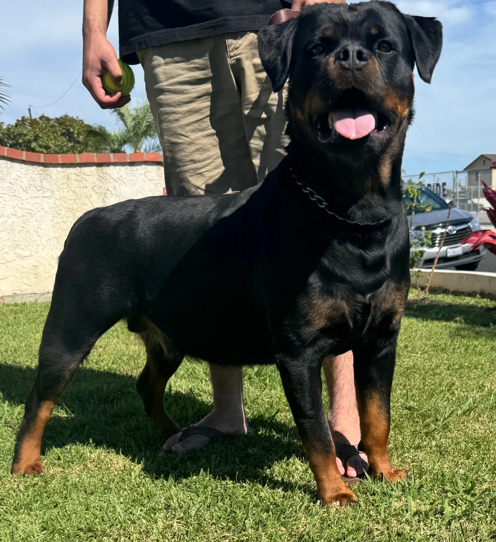Sarabi — AKC Serbian bloodline Rottweiler dam at VomBandaHause Southern California