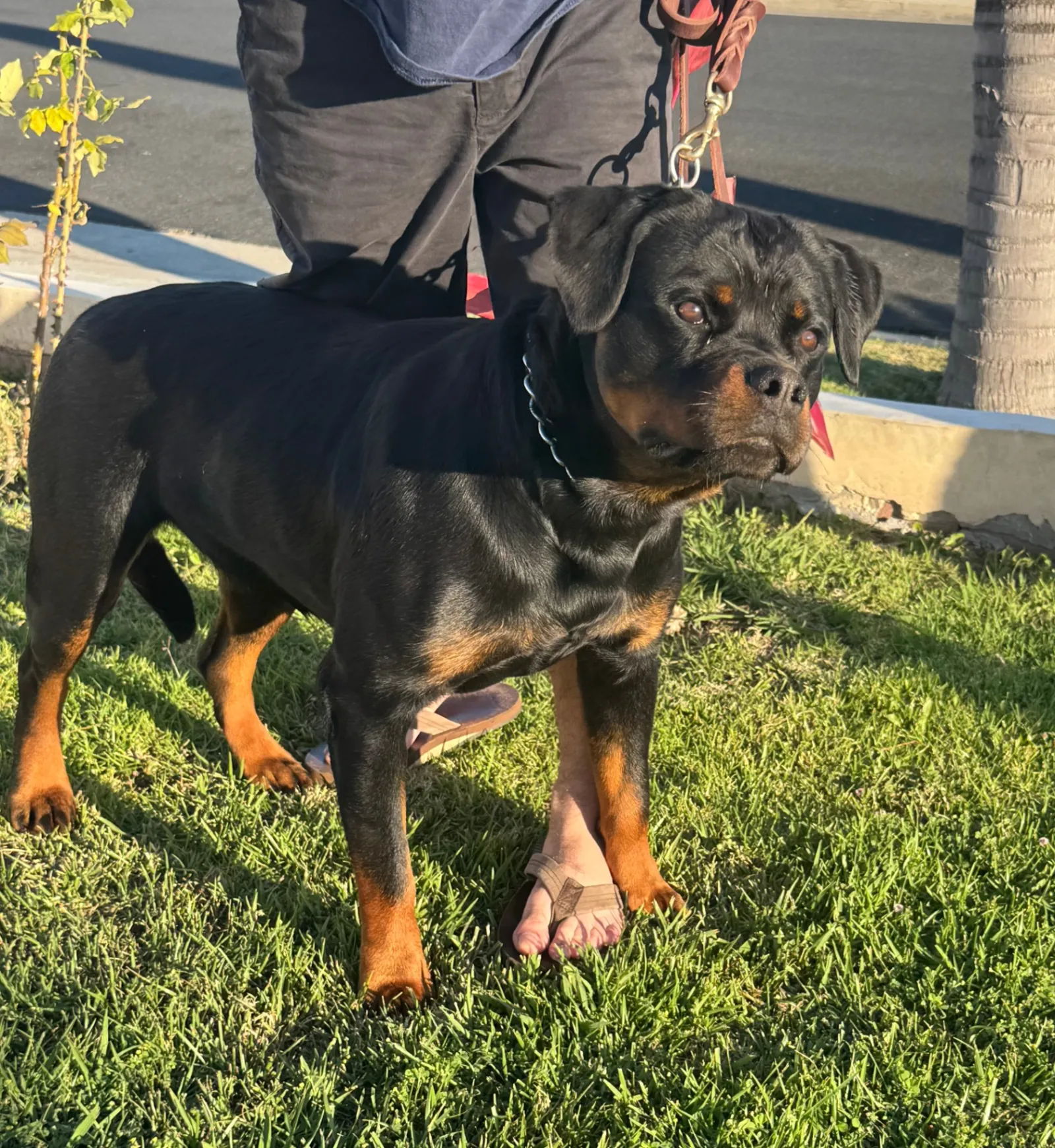 Sarabi — AKC Rottweiler dam at VomBandaHause Southern California