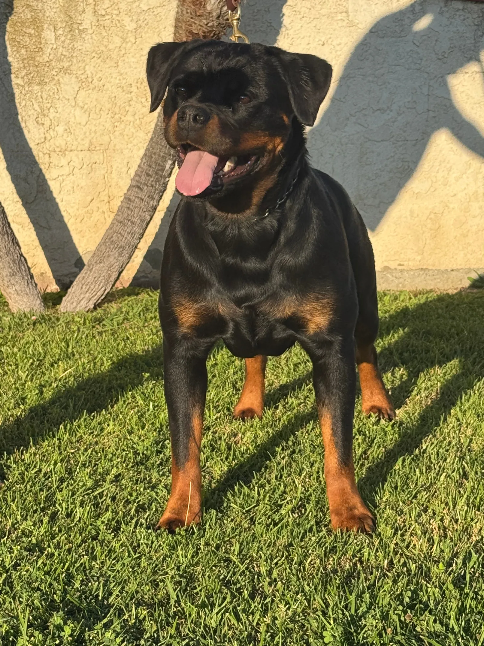 Sarabi — Vom Banda Hause Rottweiler