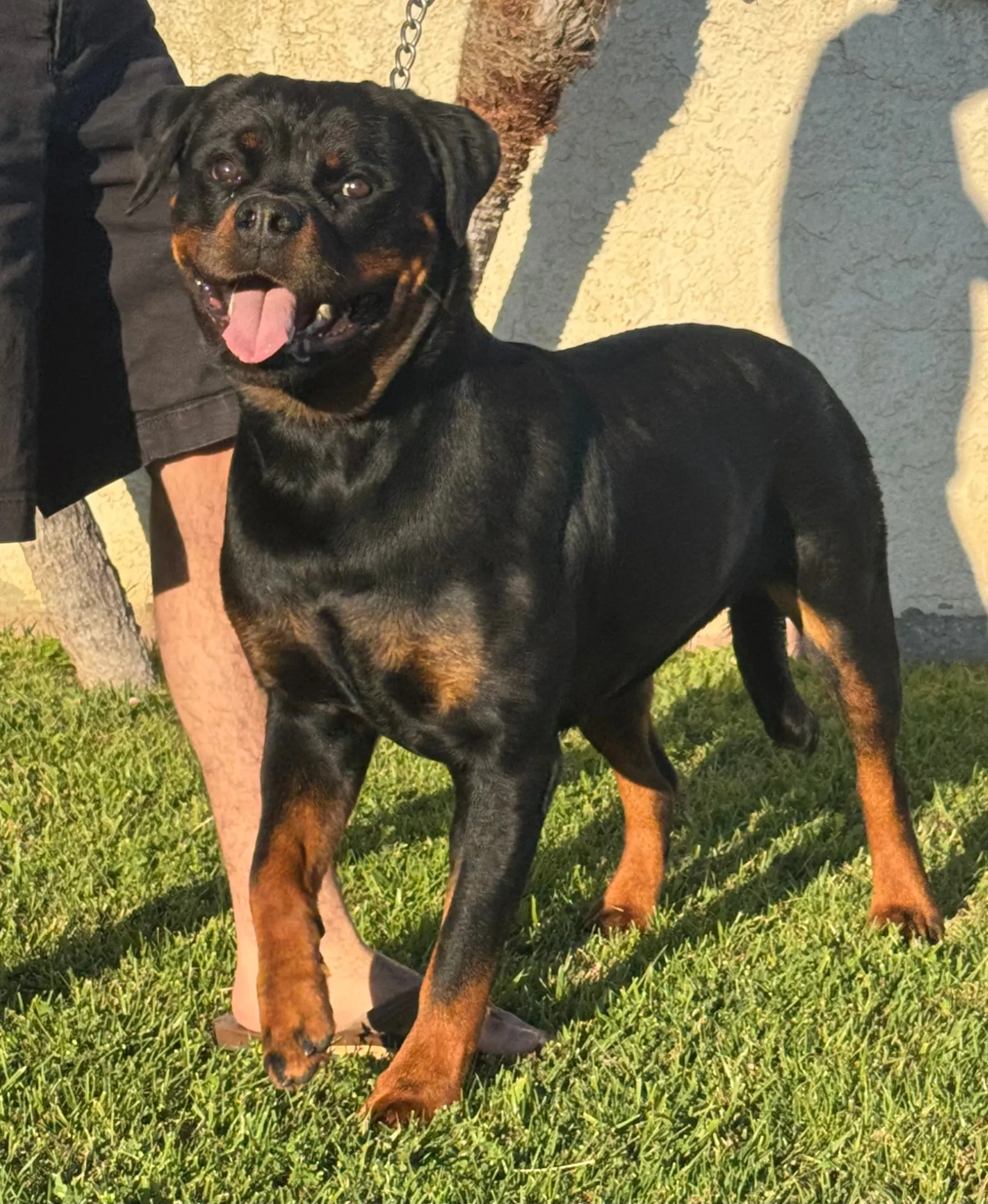 Sarabi — Vom Banda Hause Rottweiler