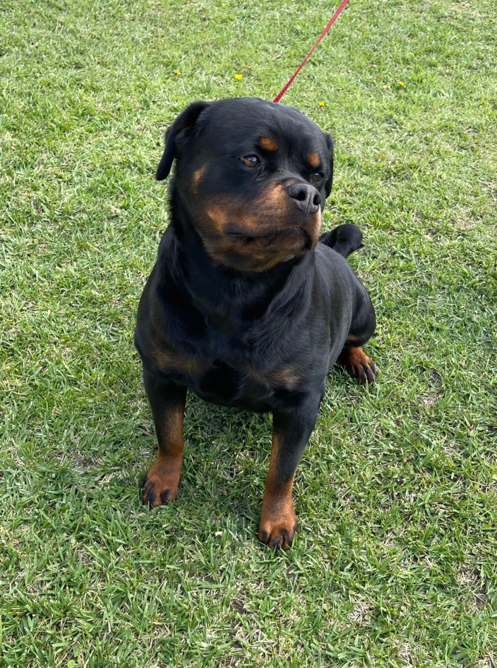 Sasha — AKC Serbian bloodline Rottweiler champion dam at VomBandaHause Southern California