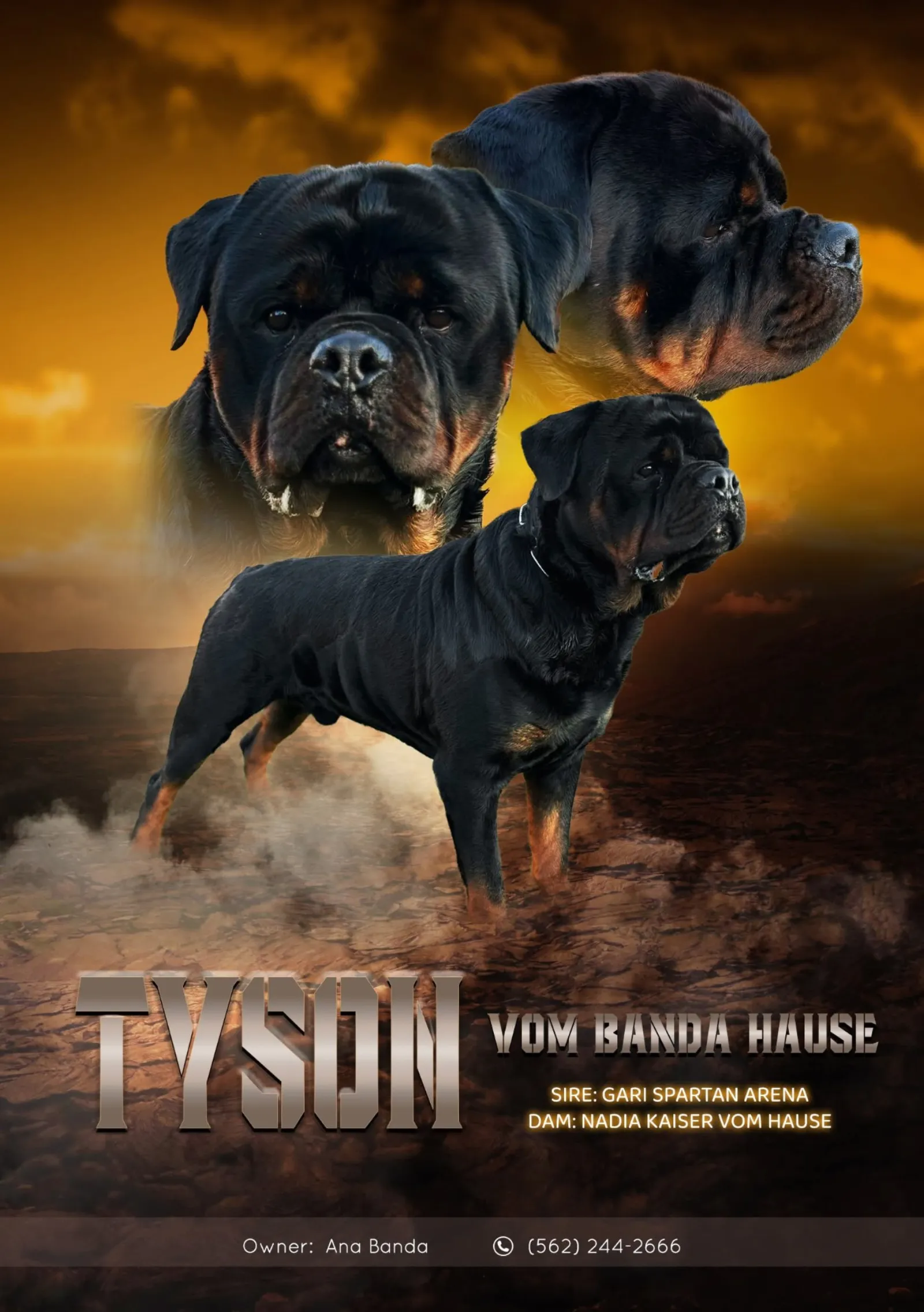 Tyson Vom Banda Hause — AKC champion Serbian bloodline Rottweiler sire