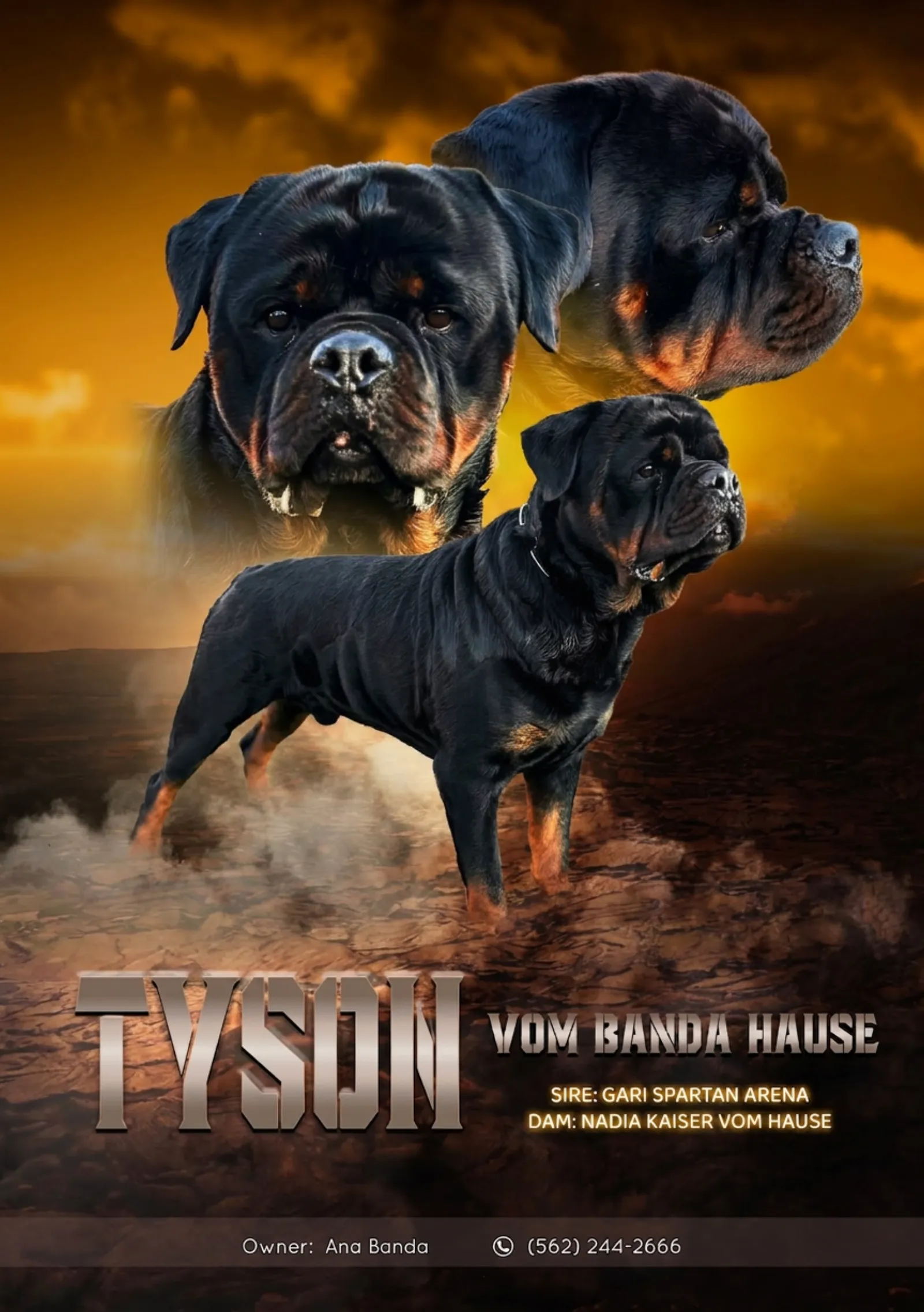 Tyson — Champion Serbian Bloodline