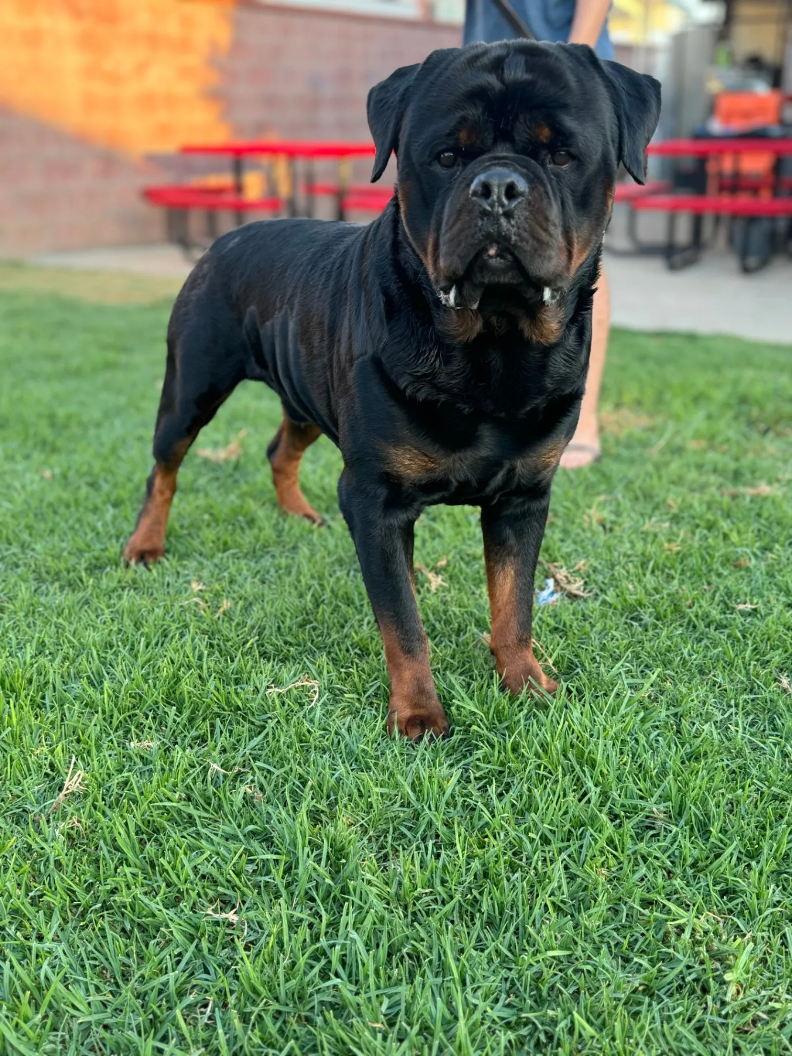 Tyson — Foundation Sire