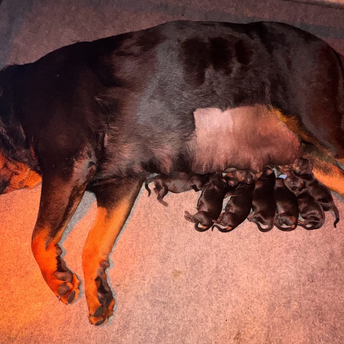 Lili's litter, Week 1 (born August 7, 2026) — puppy photo 1