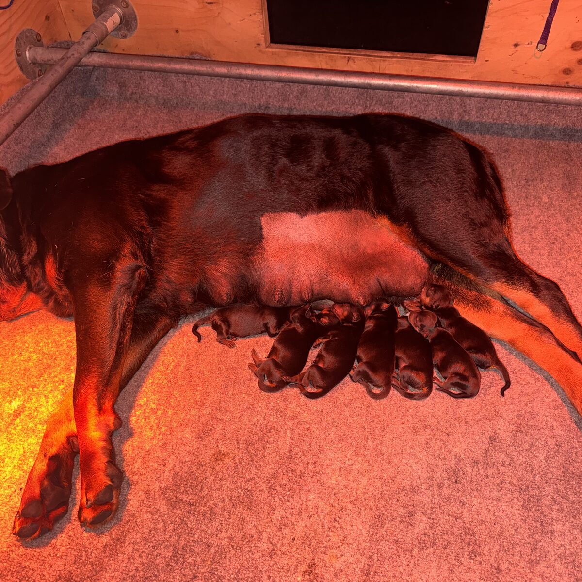 Lili's litter, Week 1 (born August 7, 2026) — puppy photo 2