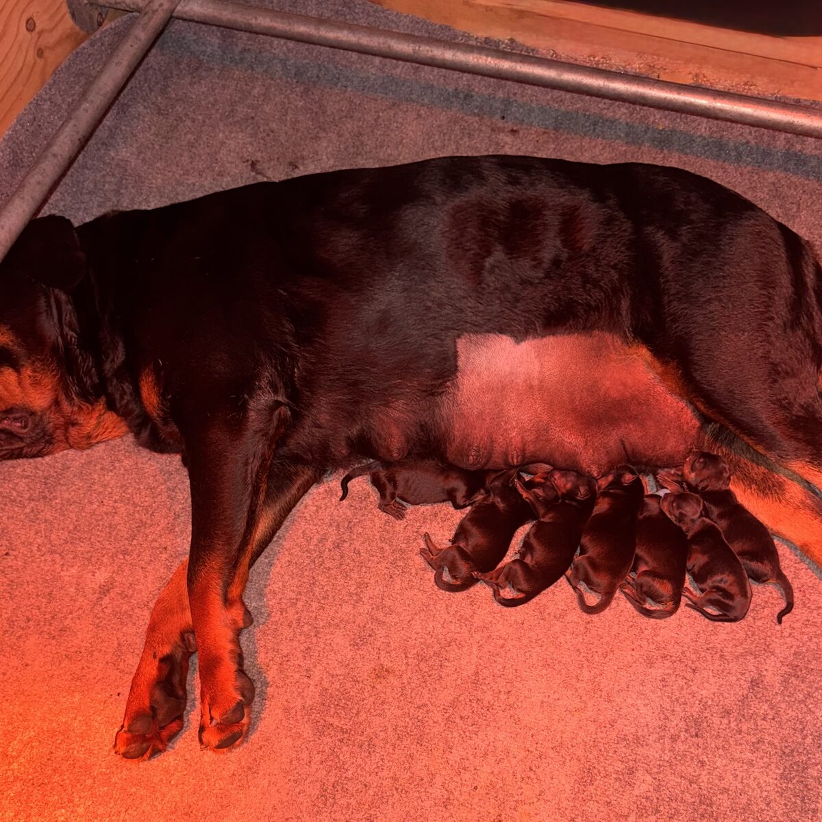 Lili's litter, Week 1 (born August 7, 2026) — puppy photo 3