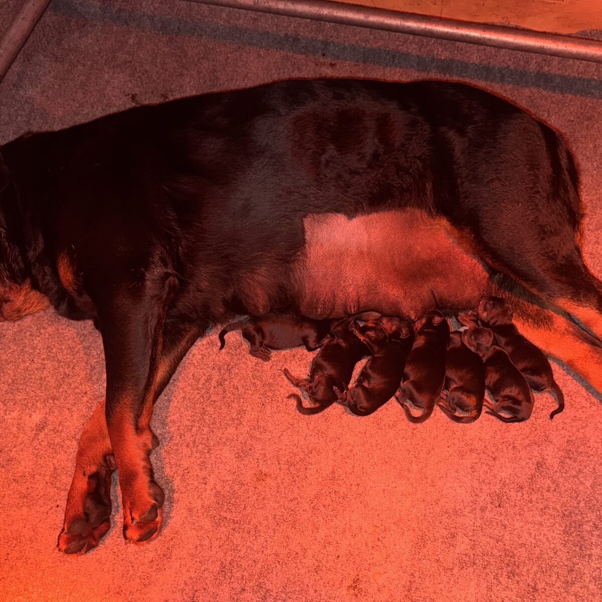 Lili's litter, Week 1 (born August 7, 2026) — puppy photo 4