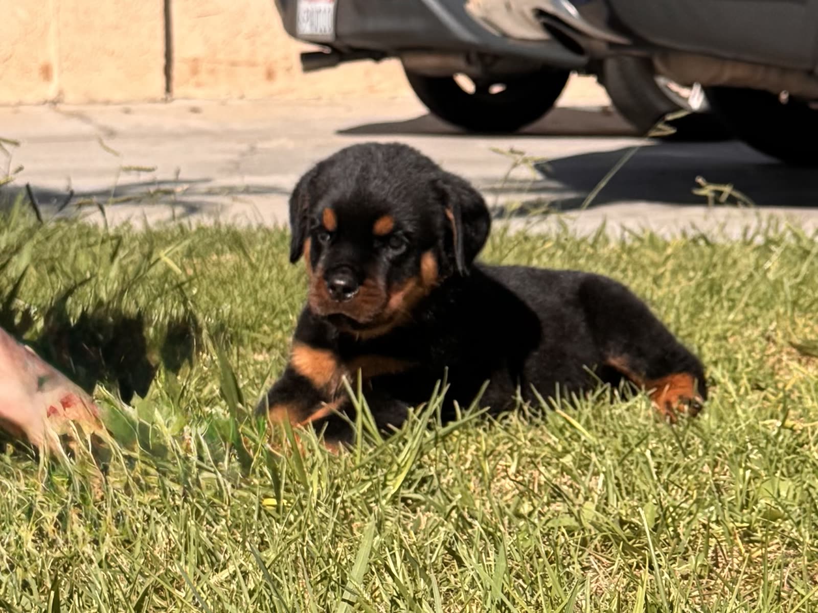 Lili's litter, Week 8 (born August 7, 2026) — puppy photo 1