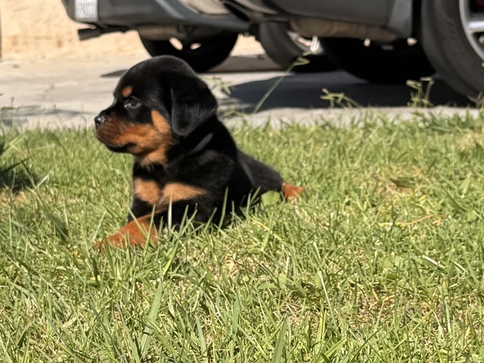 Lili's litter, Week 8 (born August 7, 2026) — puppy photo 2