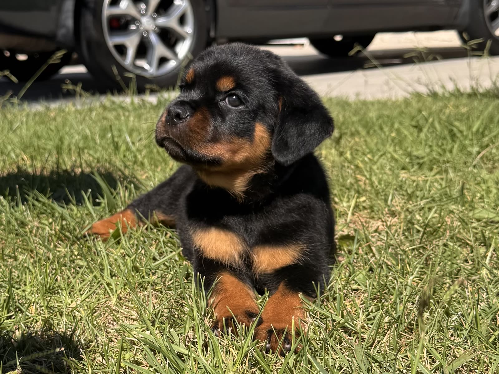 Lili's litter, Week 8 (born August 7, 2026) — puppy photo 3