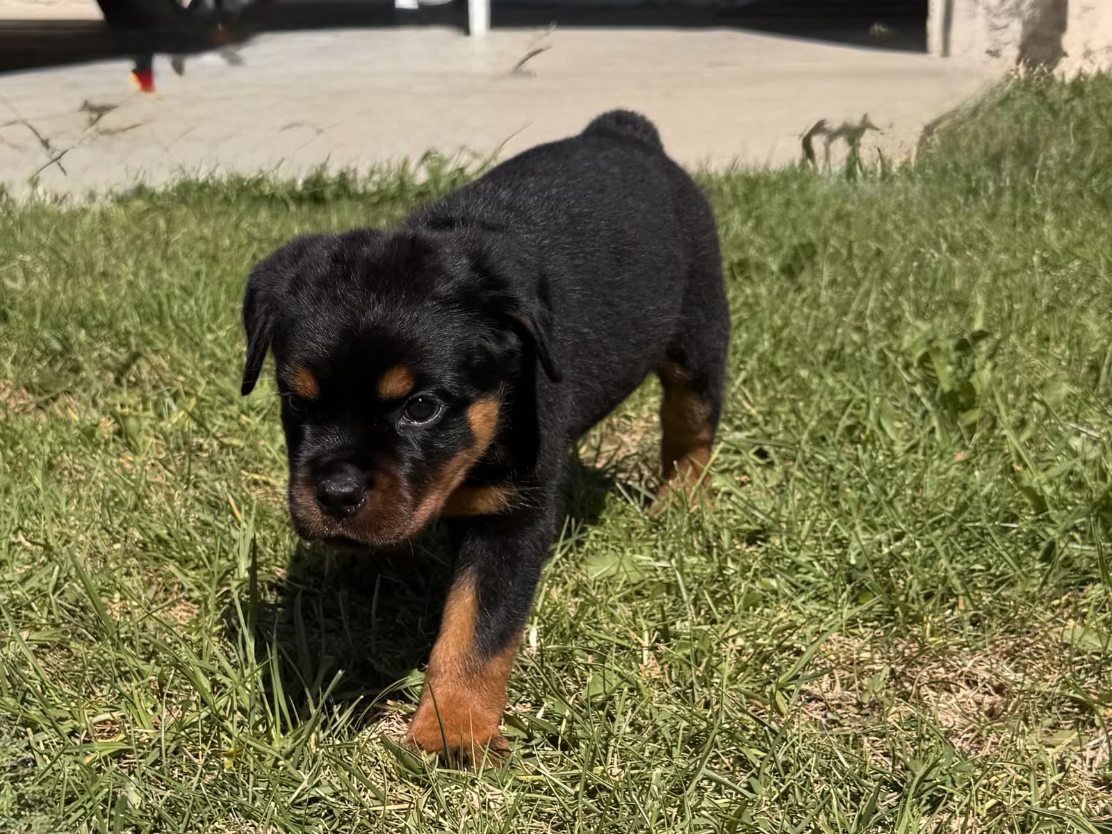 Lili's litter, Week 8 (born August 7, 2026) — puppy photo 4