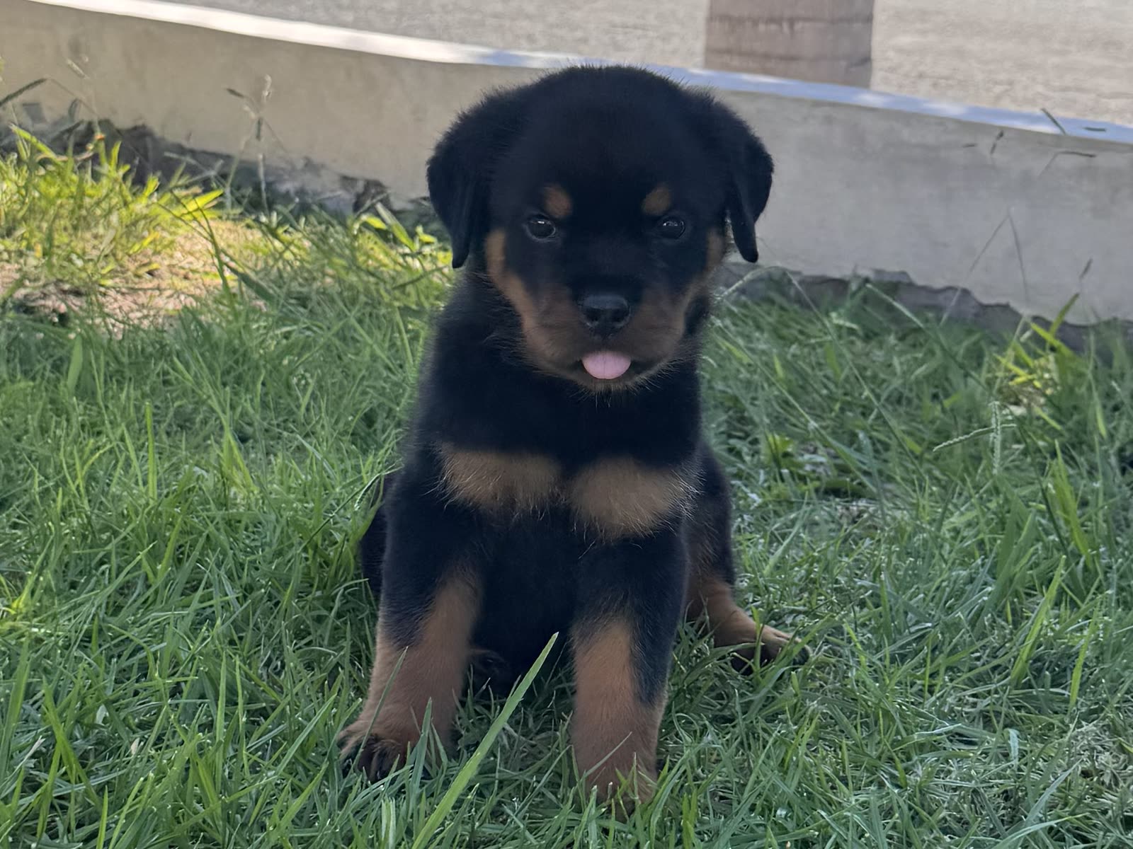Lili's litter, Week 8 (born August 7, 2026) — puppy photo 5