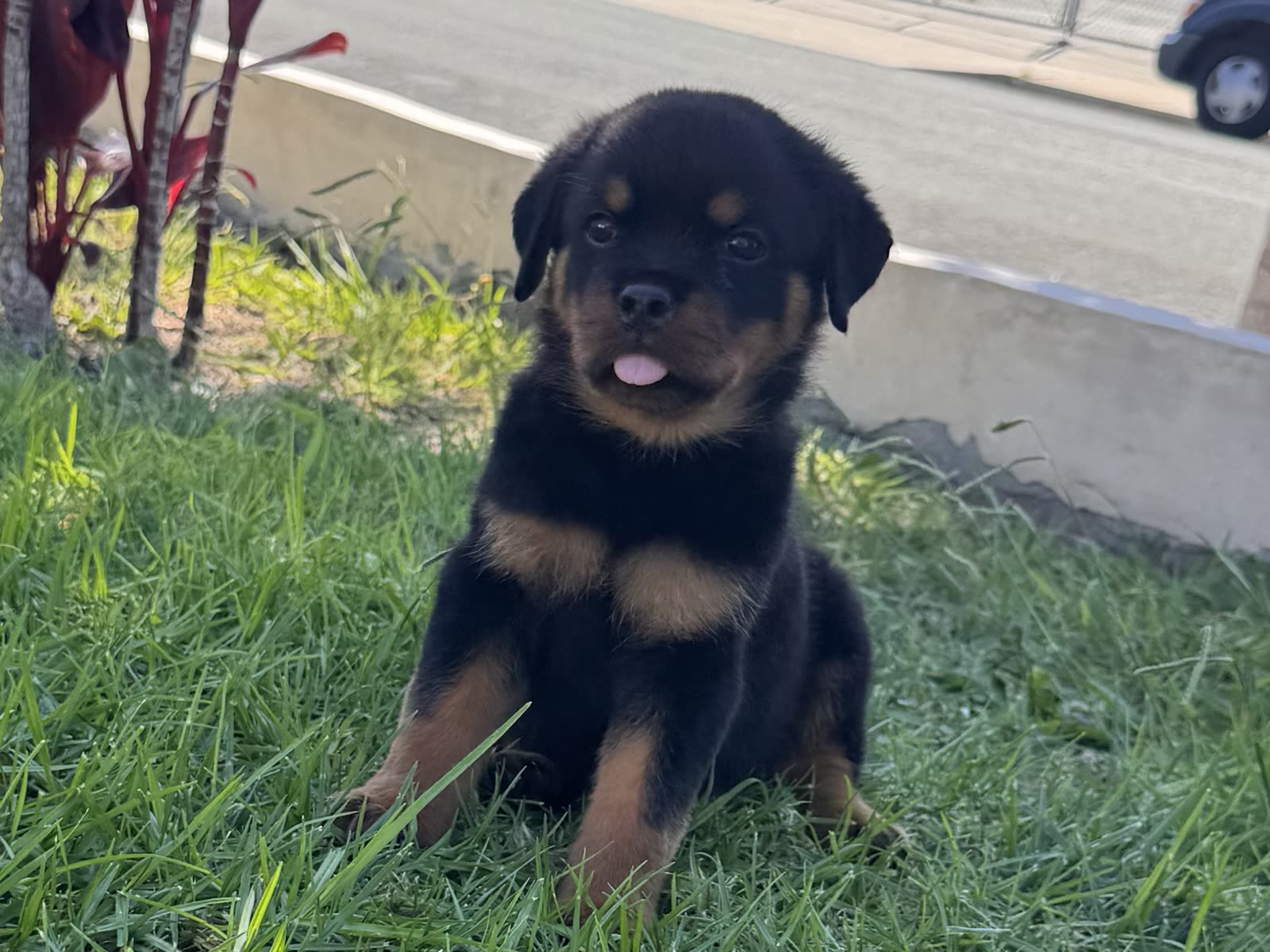Lili's litter, Week 8 (born August 7, 2026) — puppy photo 6