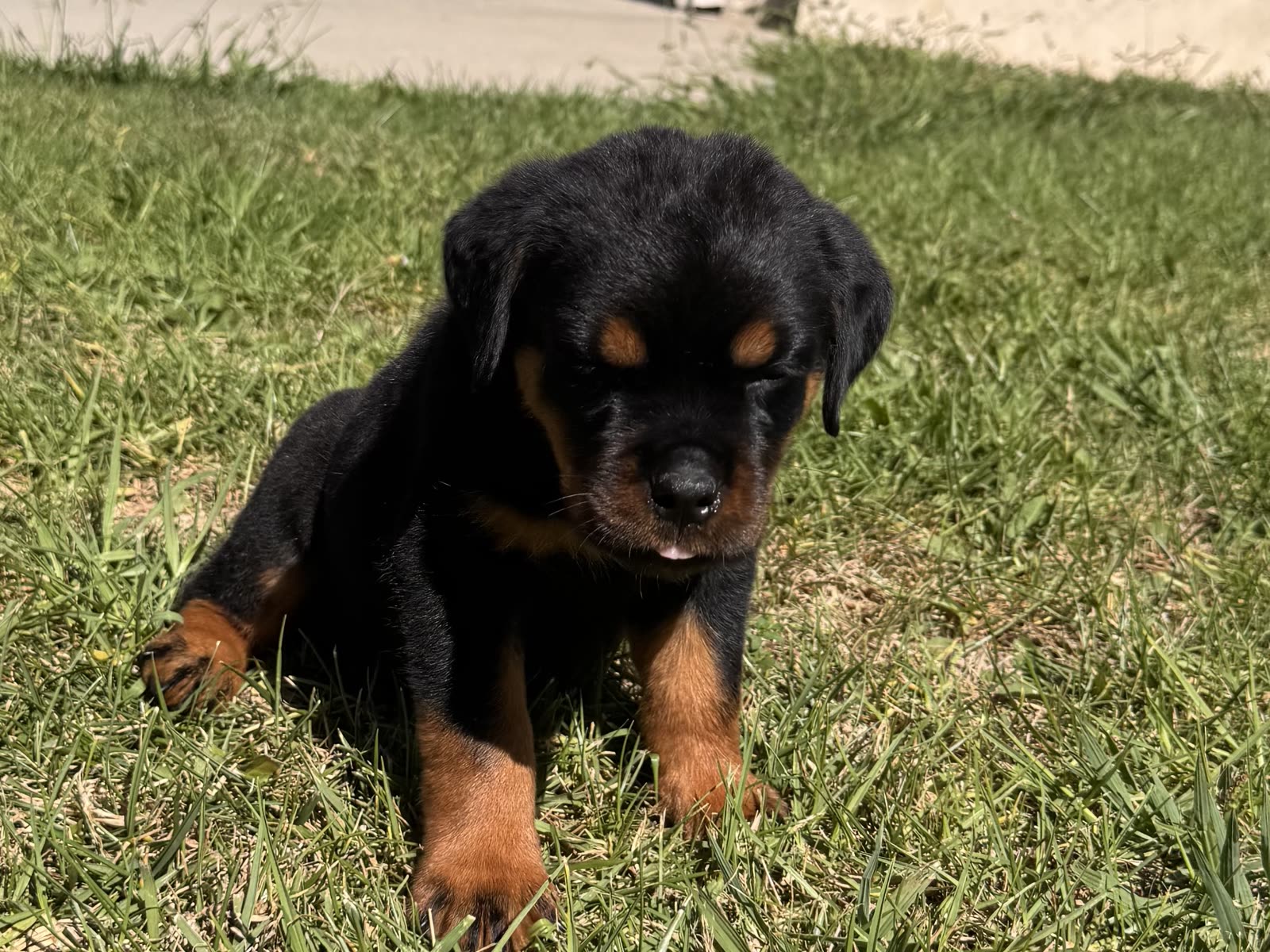 Purple Collar puppy — photo 1