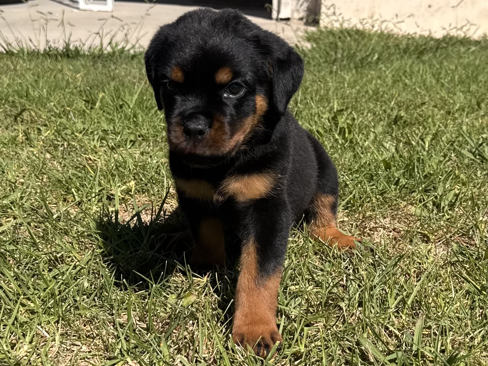 Purple Collar puppy — photo 2
