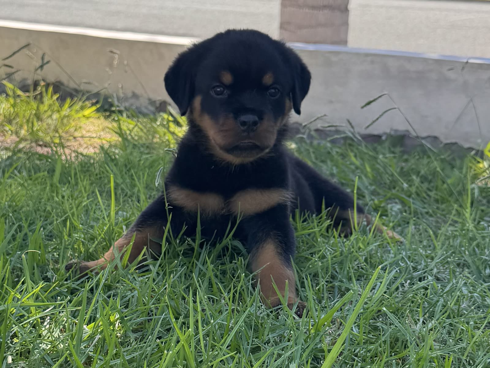 Yellow Collar puppy — photo 1