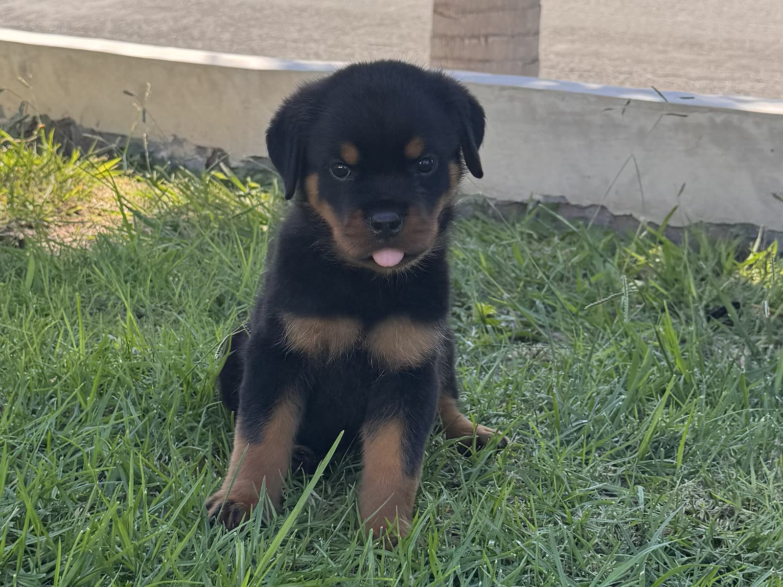 Yellow Collar puppy — photo 2