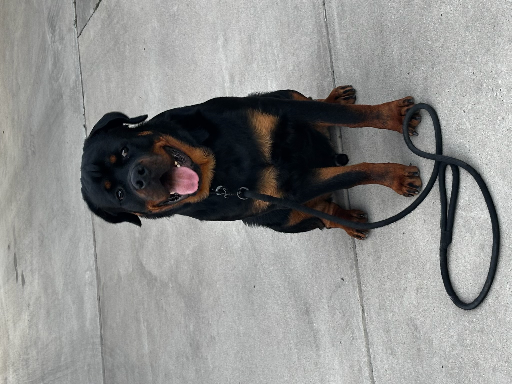 Blaze — grown VomBandaHause Rottweiler, happy portrait