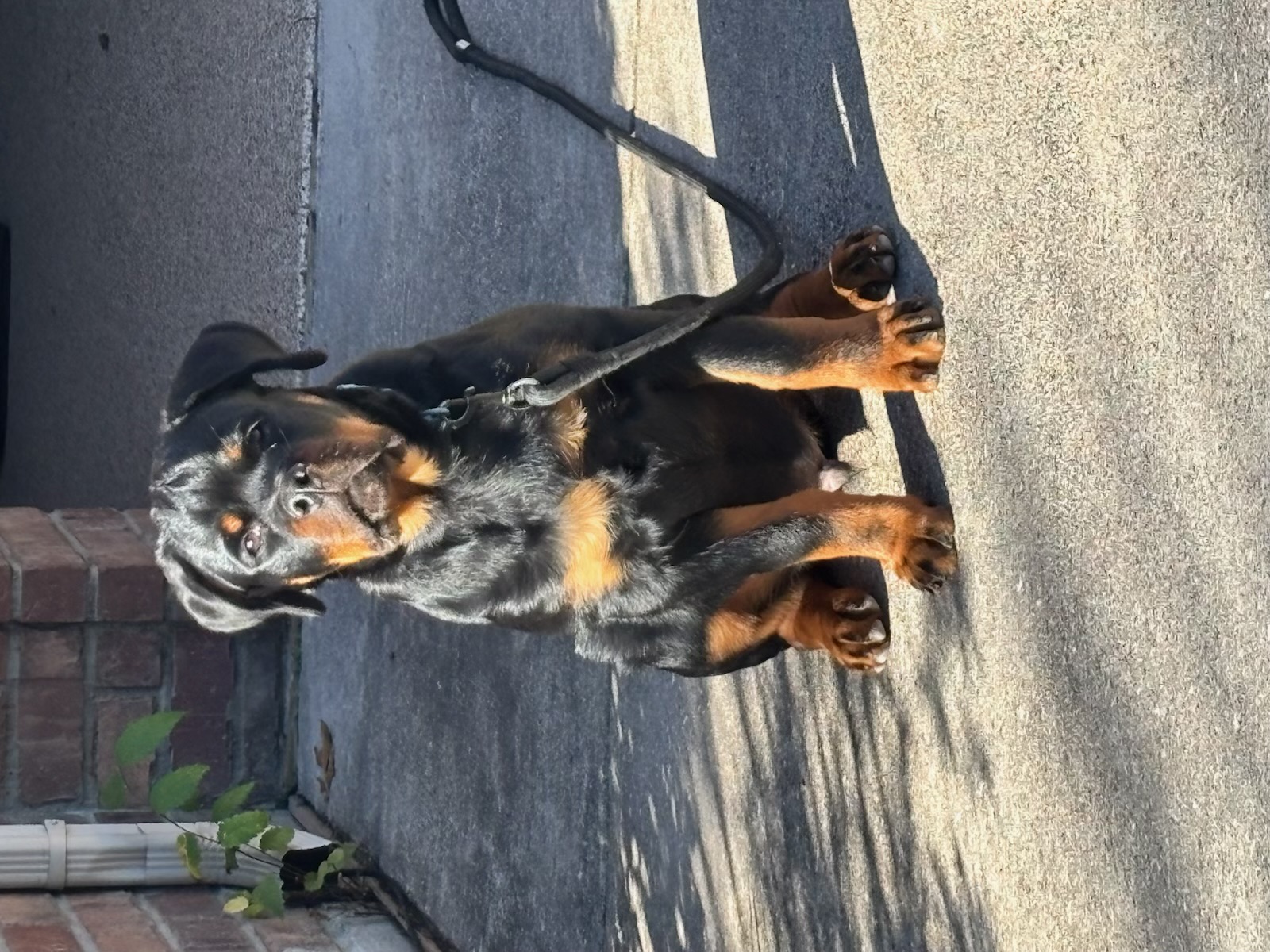 Blaze as a young Rottweiler, alert and on leash