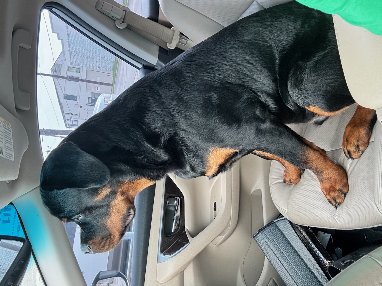 Blaze riding along in the car with his family
