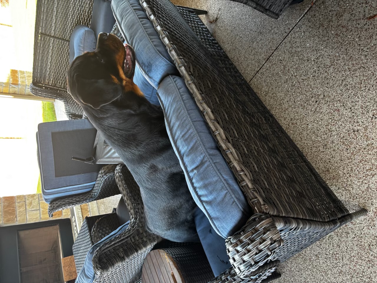 Blaze relaxing at home with his family in Texas