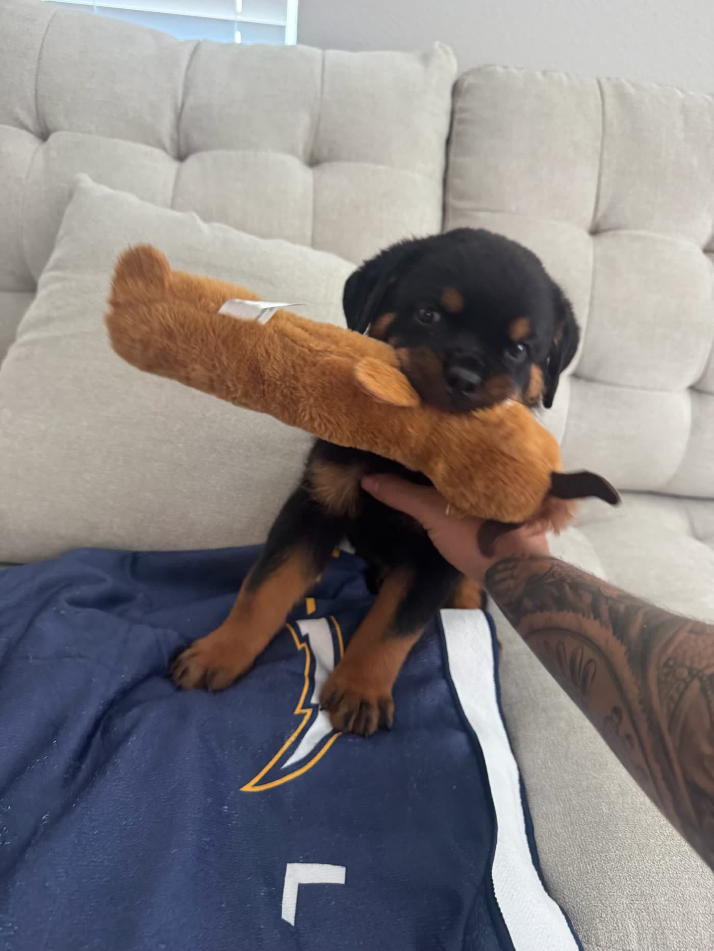 Bowser — photo 10