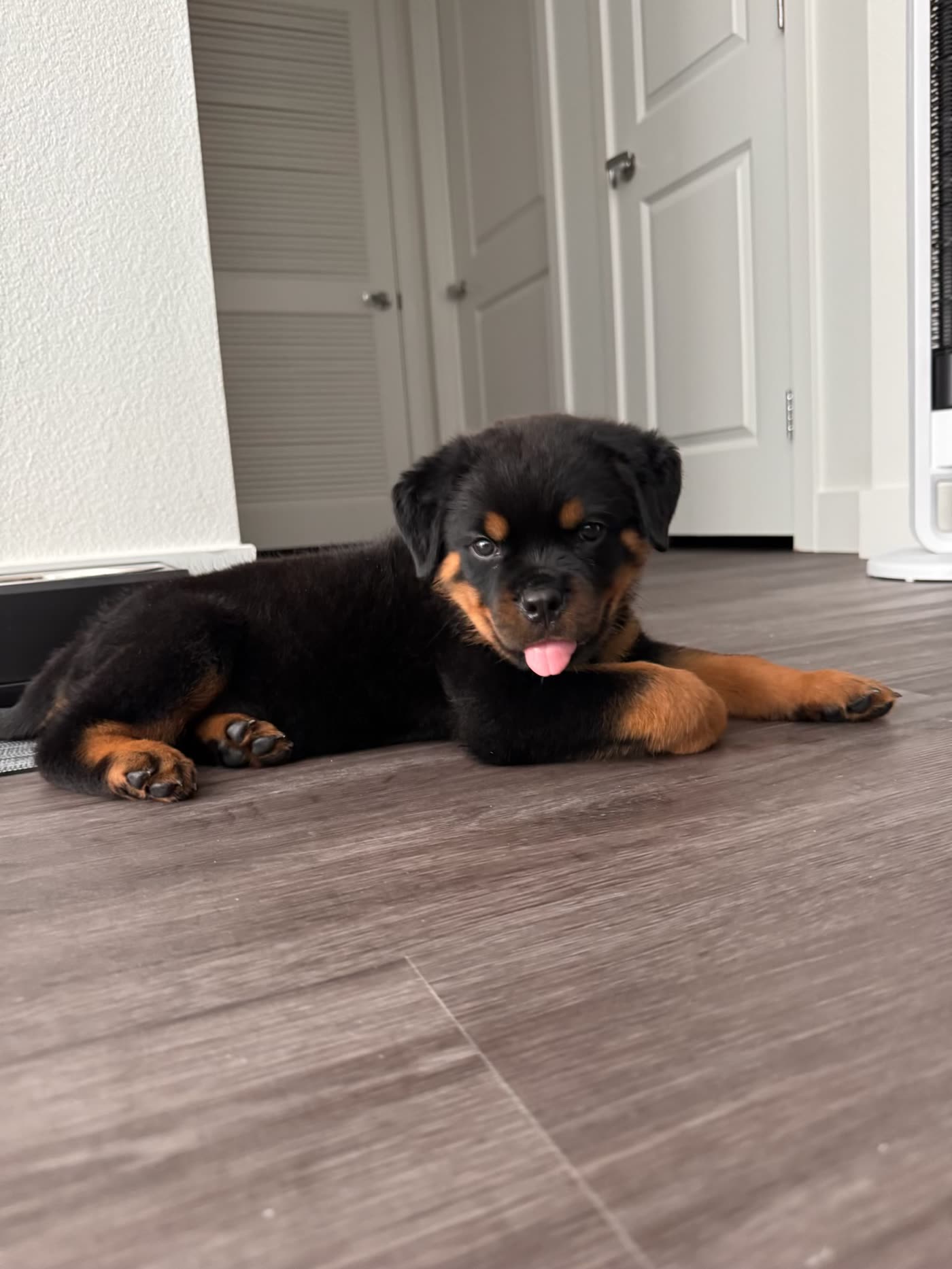 Bowser — photo 5