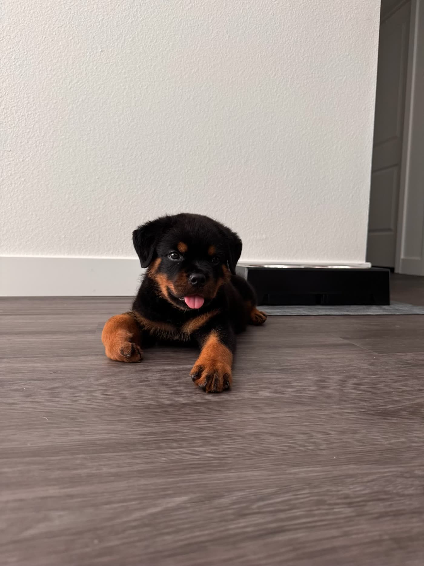 Bowser — photo 6