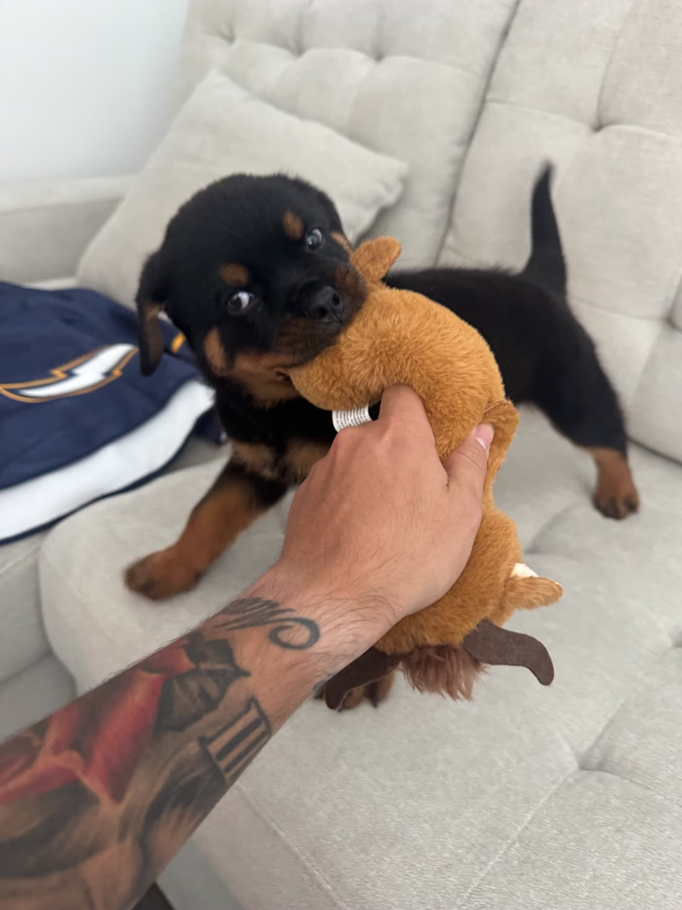 Bowser — photo 9