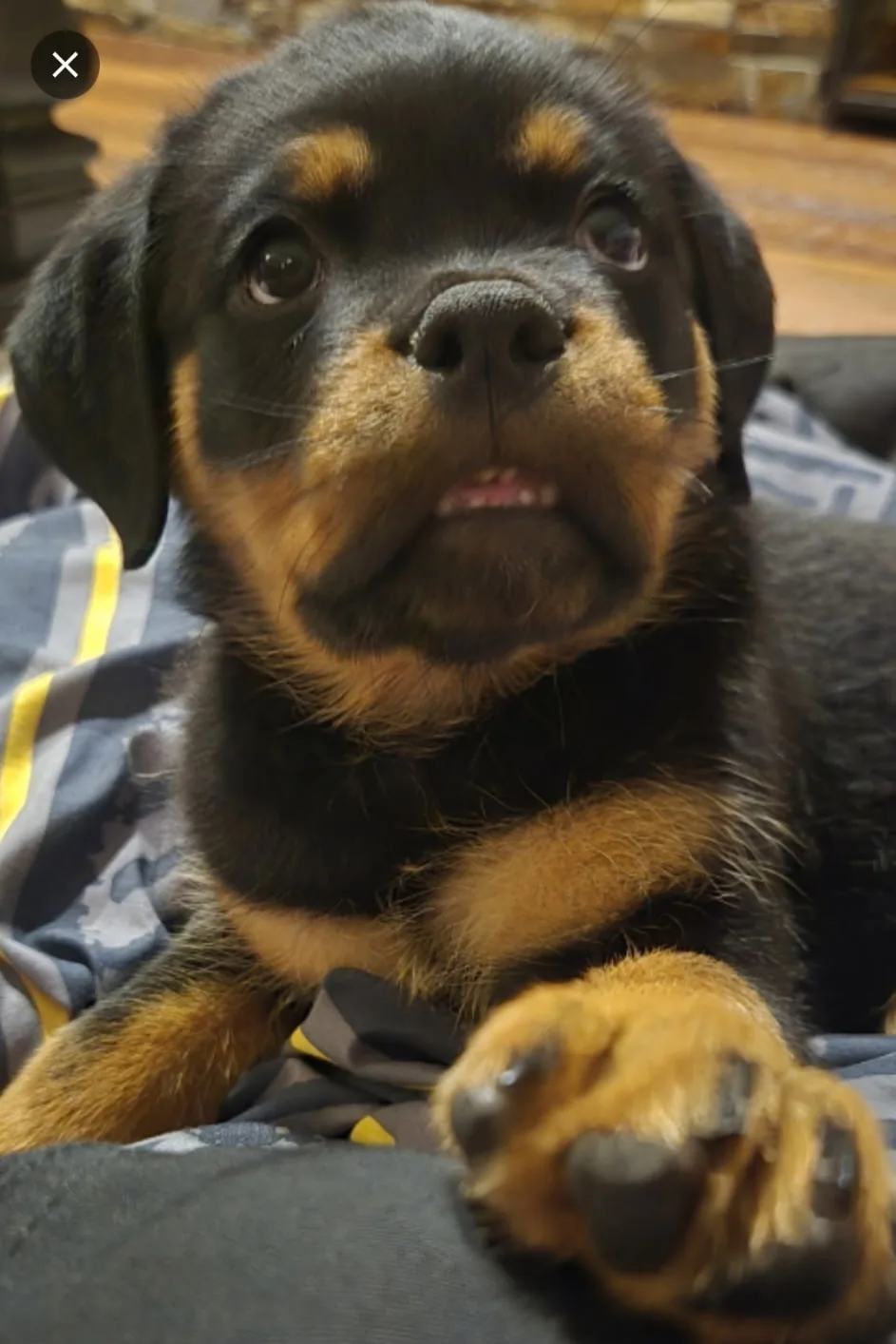 Cali as a Vom Banda Hause puppy — her adorable face closeup