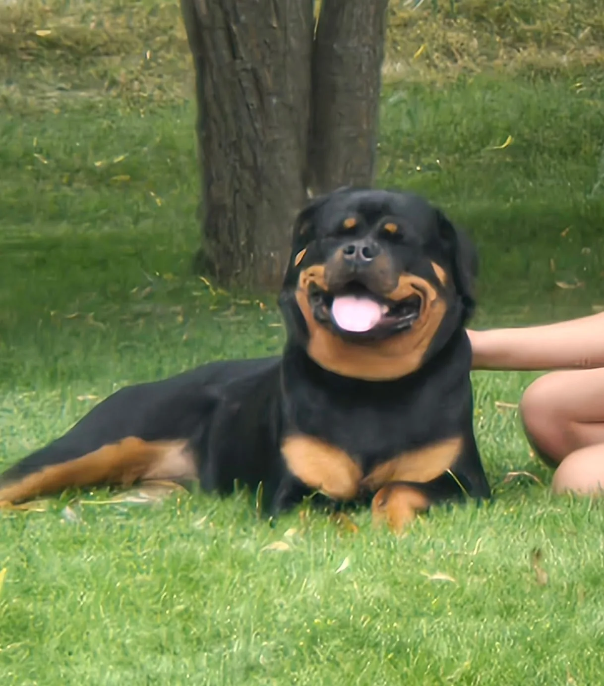 Cali — a joyful Vom Banda Hause Rottweiler relaxing happily on the grass