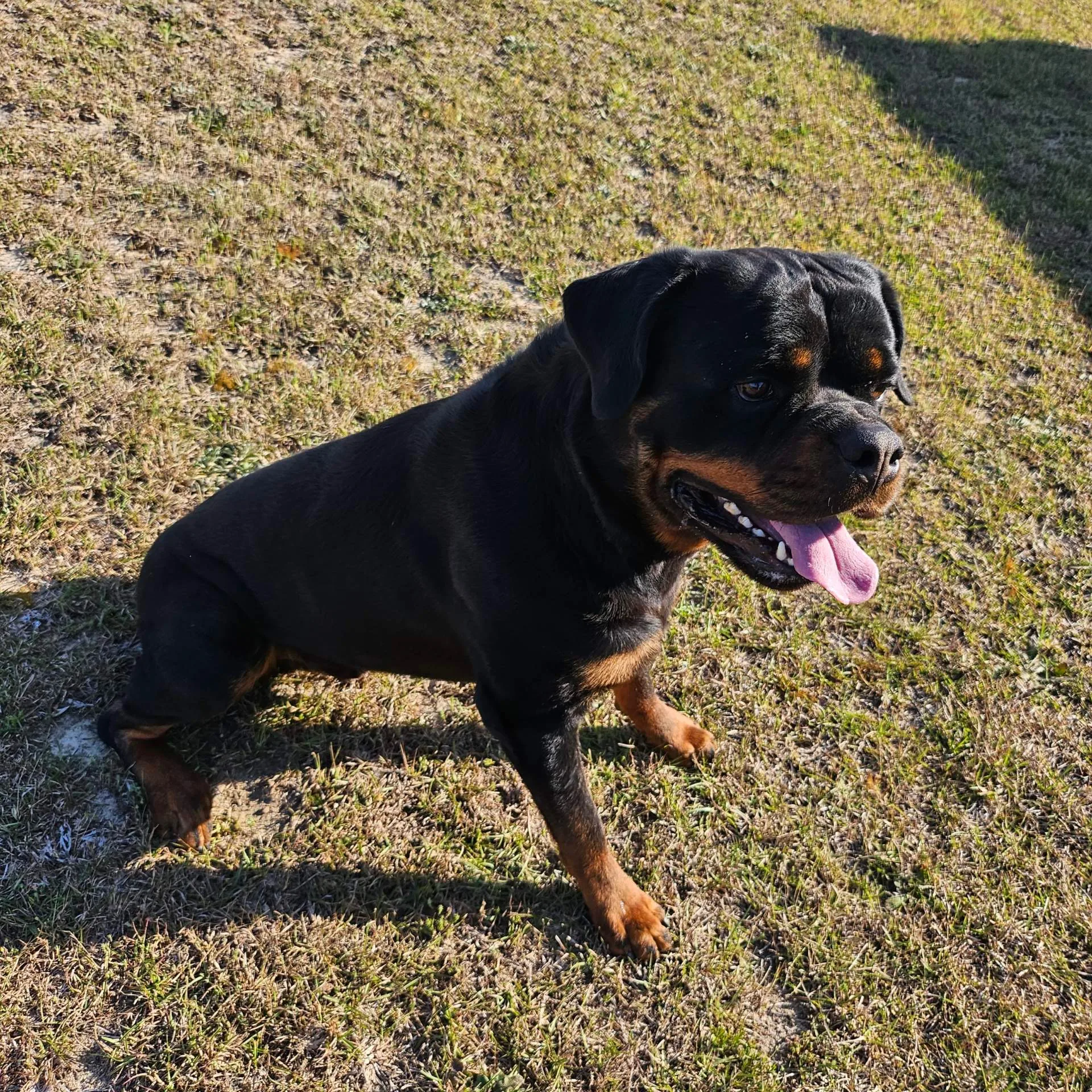 Chevy — second portrait showing his expression and coat
