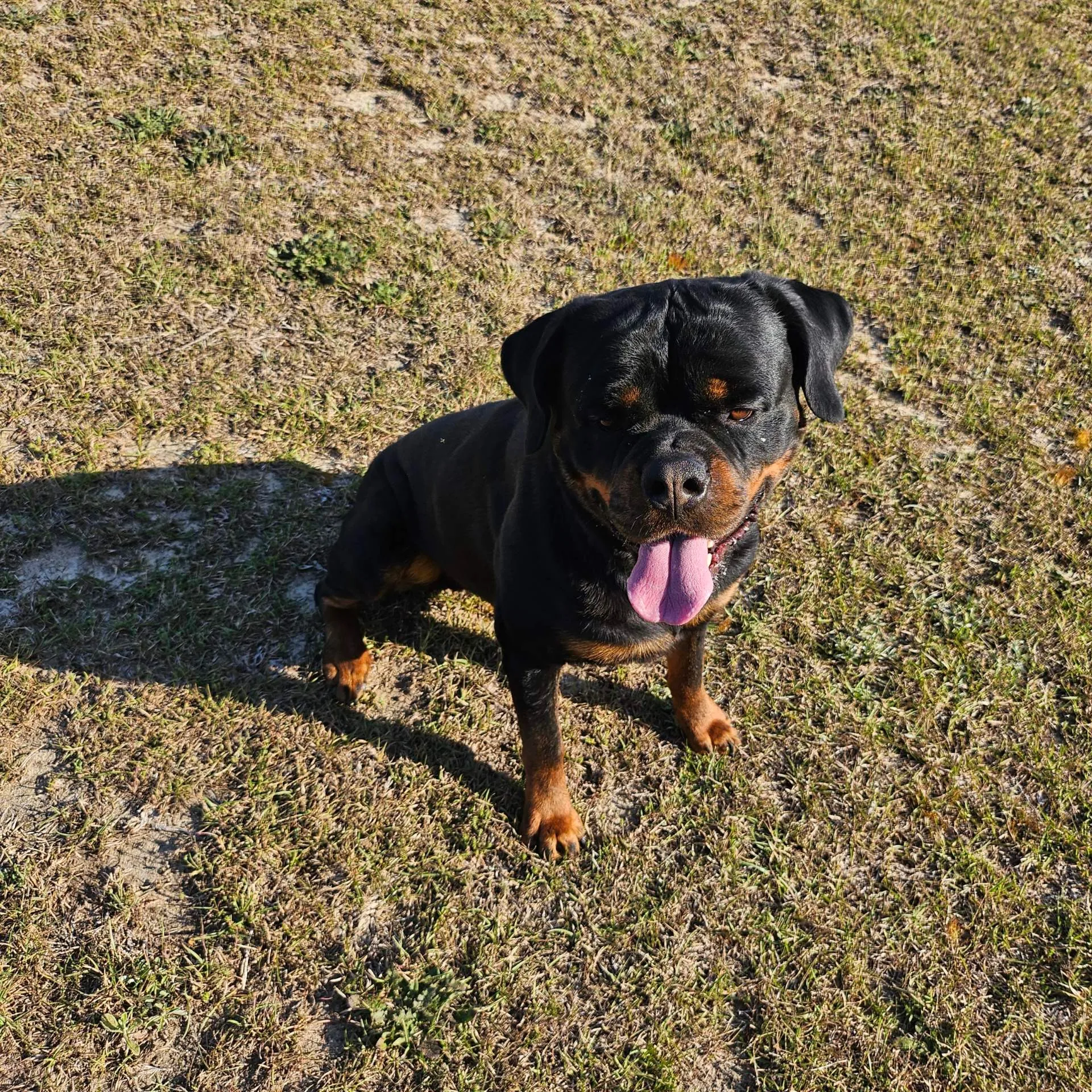 Chevy — relaxed pose showing his personality