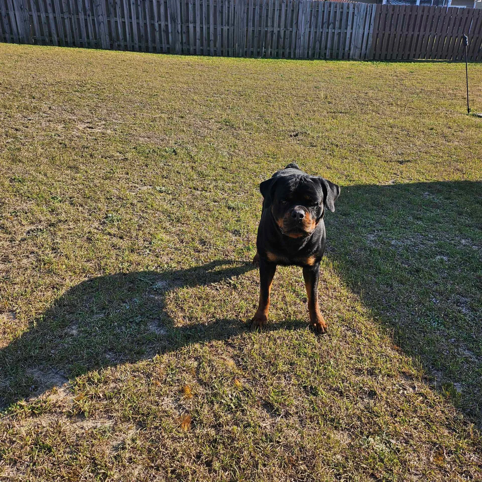 Chevy — a VomBandaHause Rottweiler from the Remi × Gari litter, placed in South Carolina