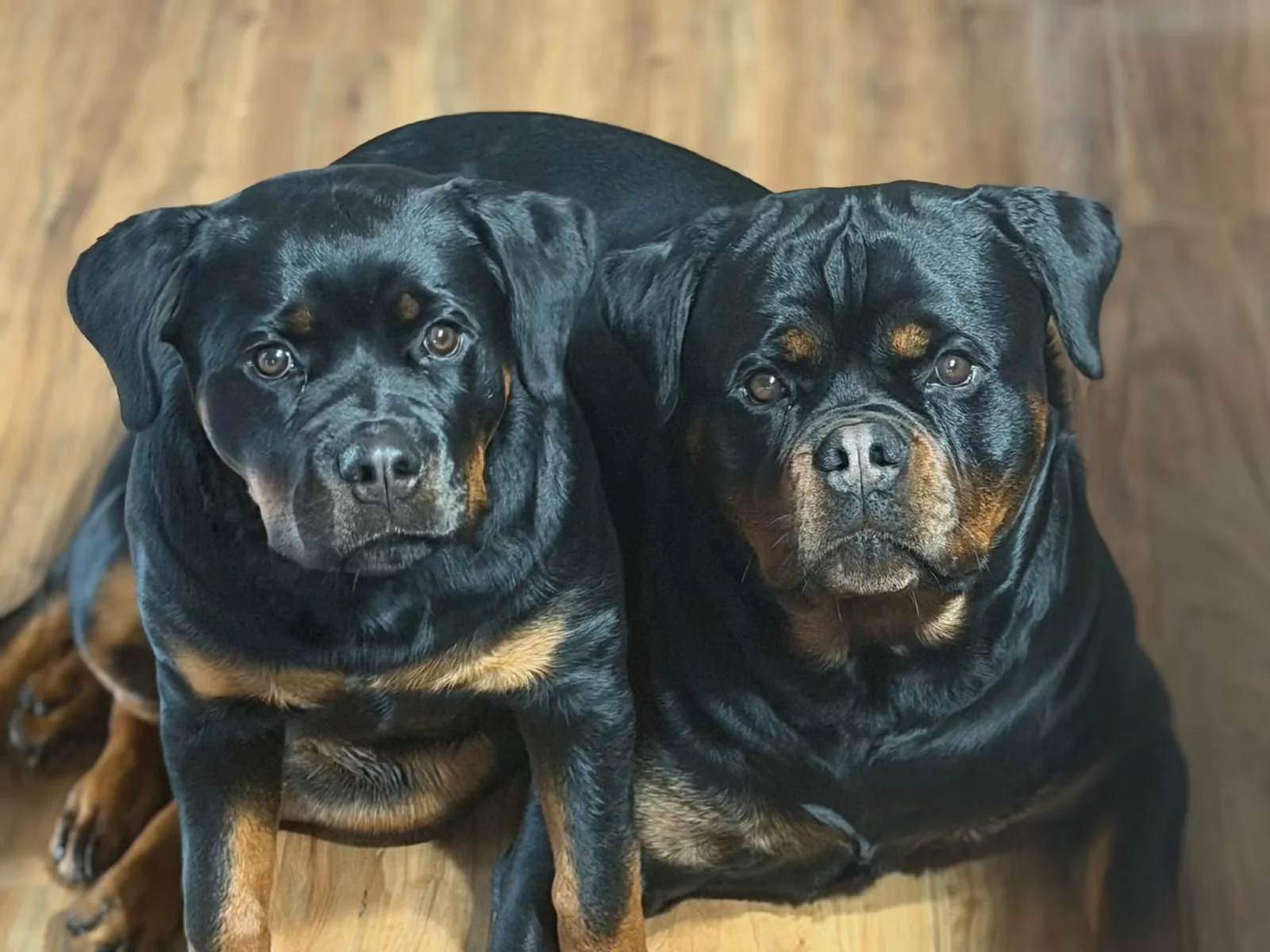 Ghost and Mzimu — together in their home, showing their bond