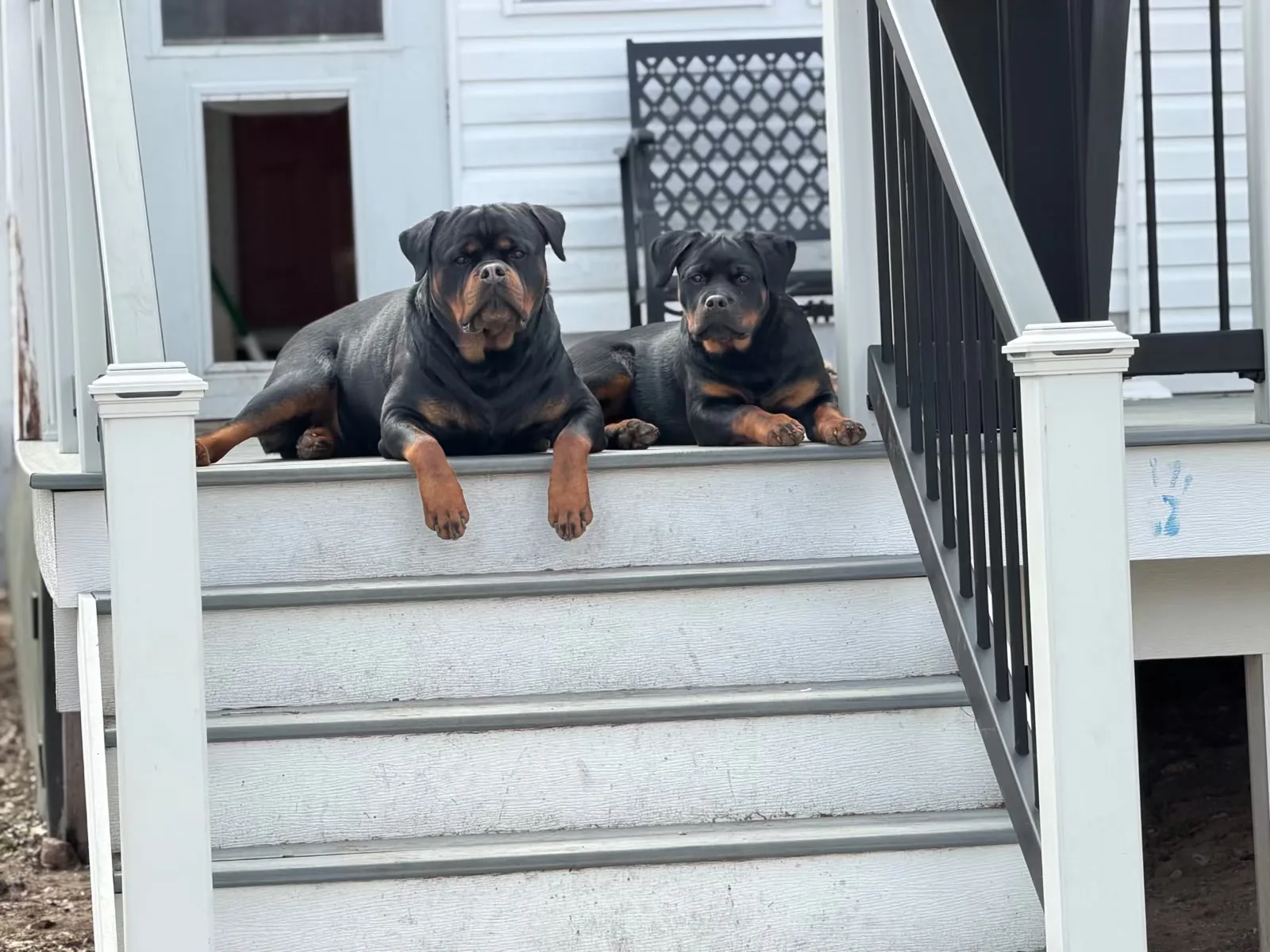 Ghost and Mzimu — relaxed outdoors