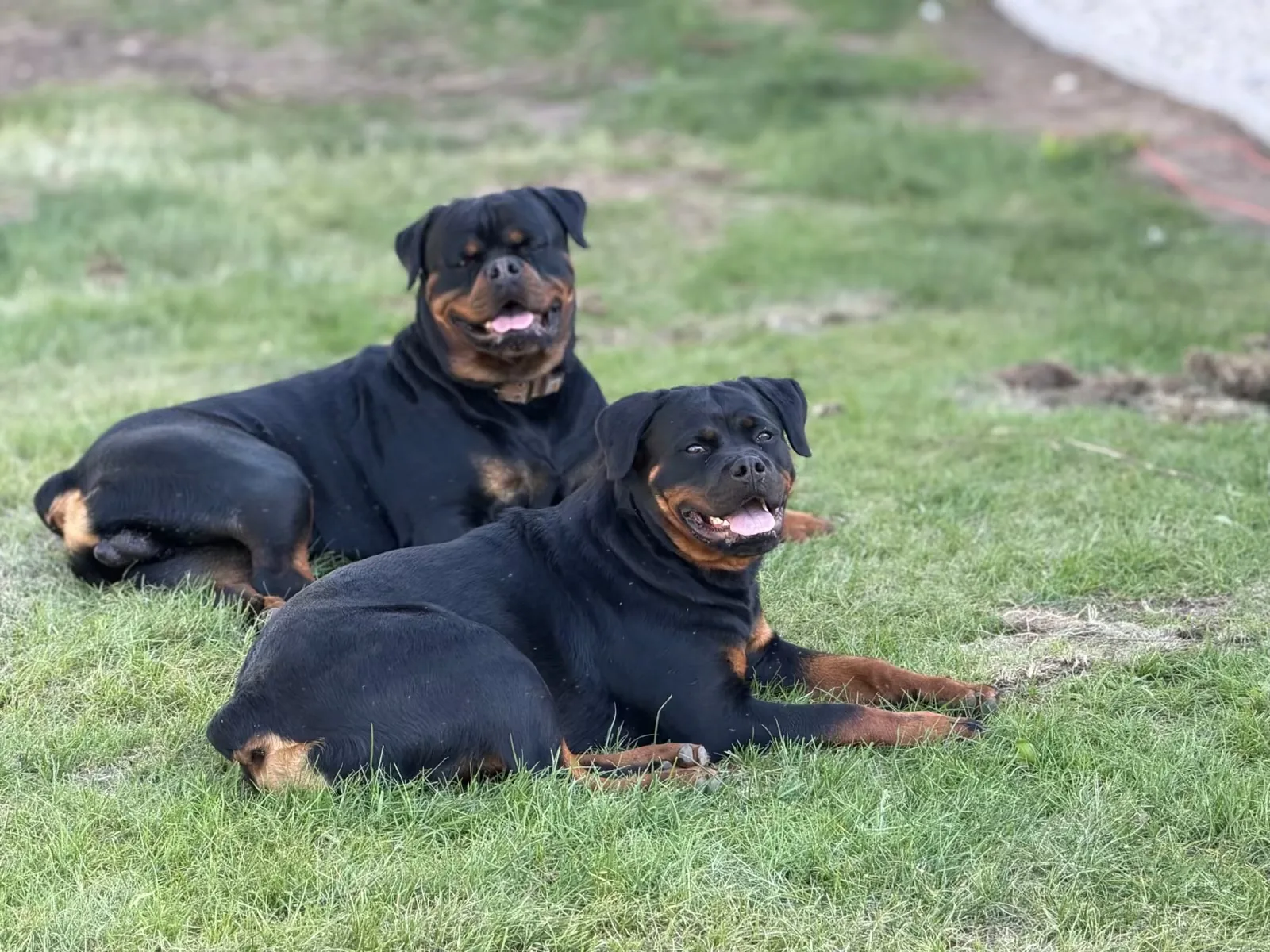 Ghost and Mzimu — showing their structure and markings