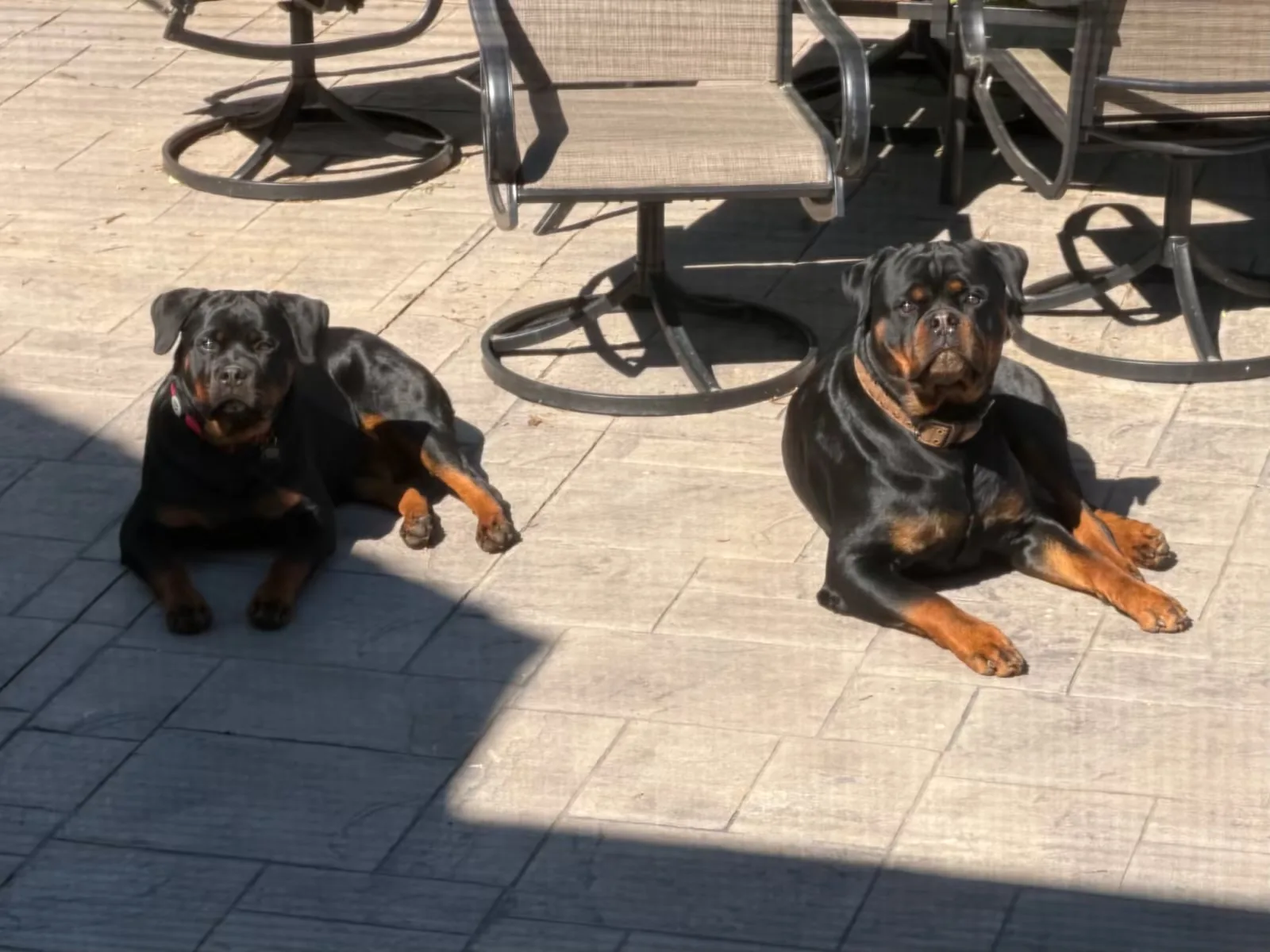 Ghost and Mzimu — at home on the patio