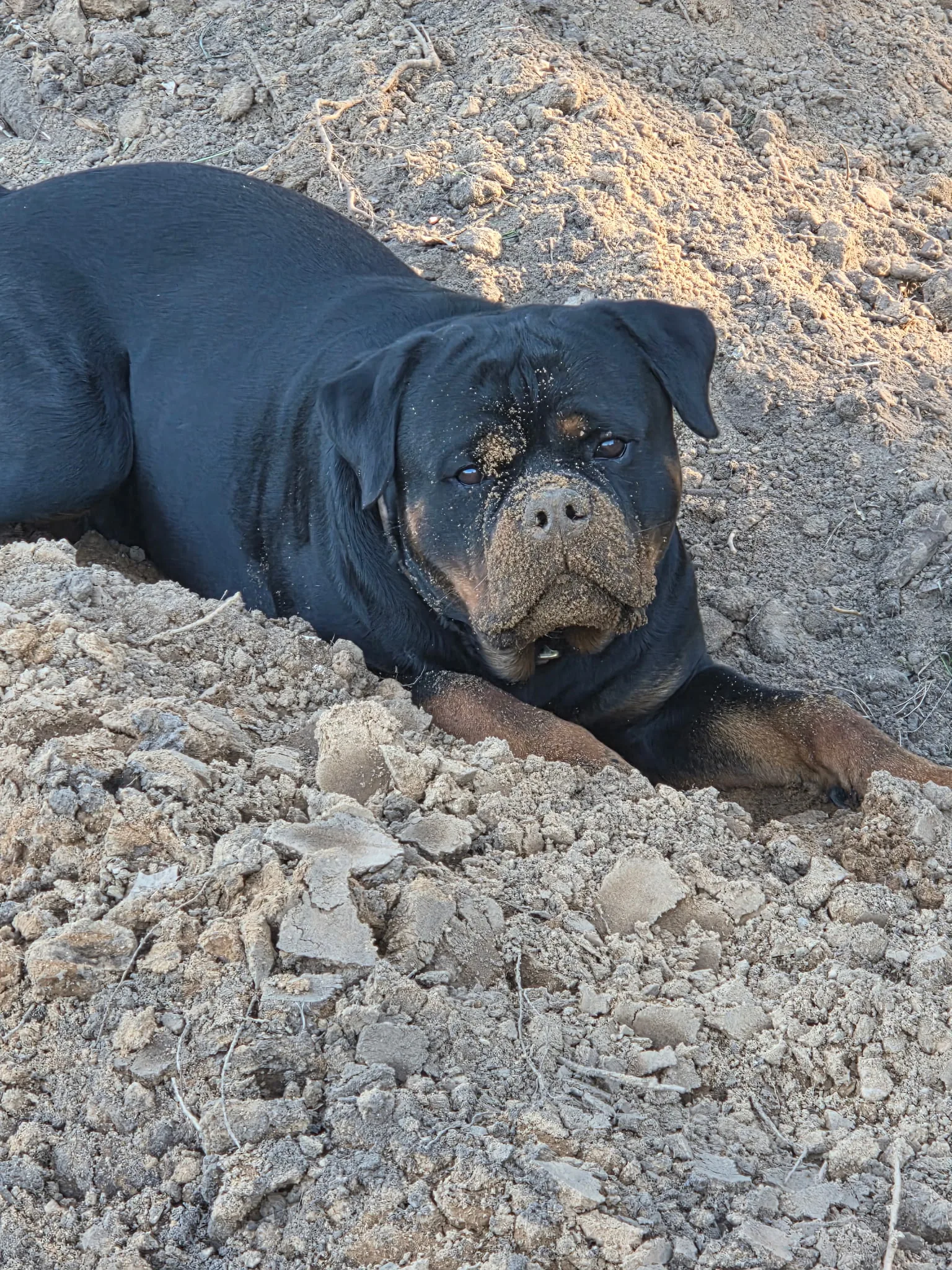 One of the puppies as a young pup at VomBandaHause