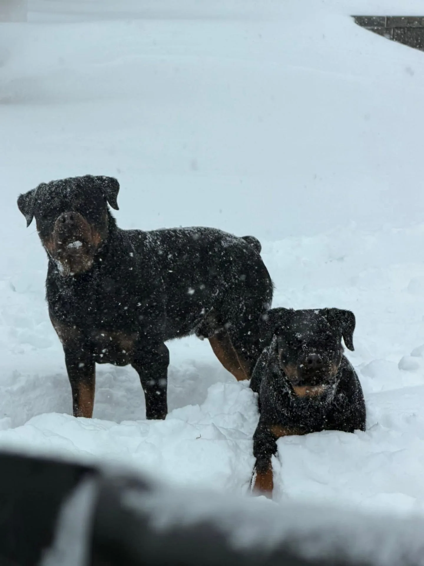 Ghost and Mzimu playing together in the snow
