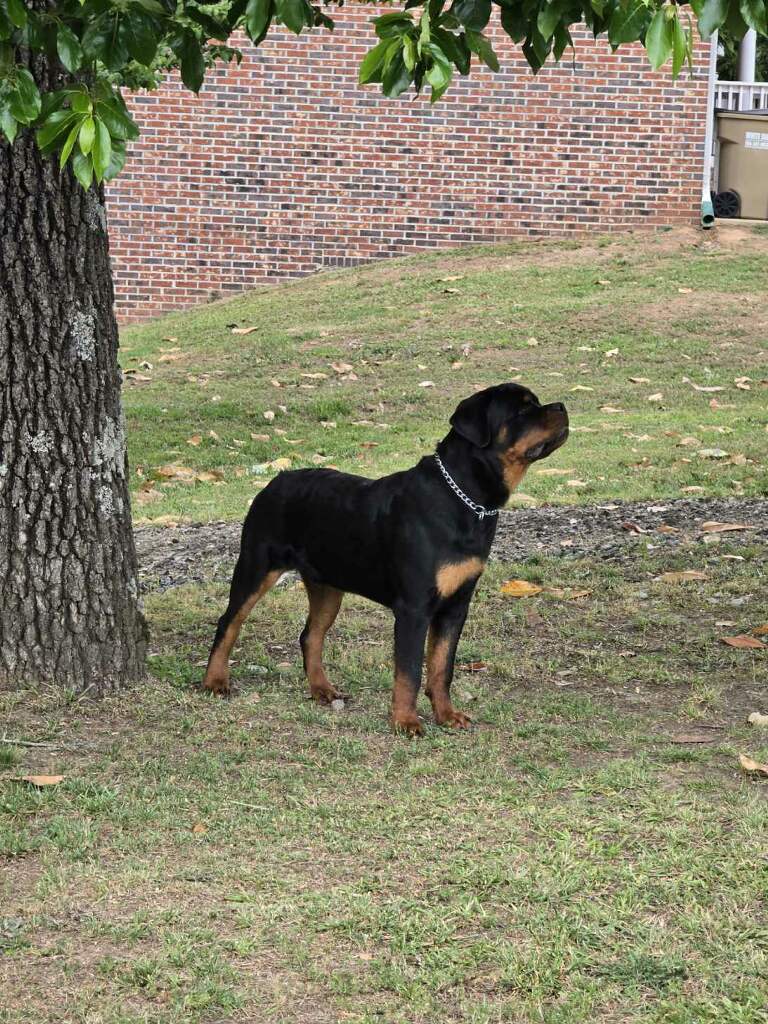 Rocco — profile view showing structure and markings