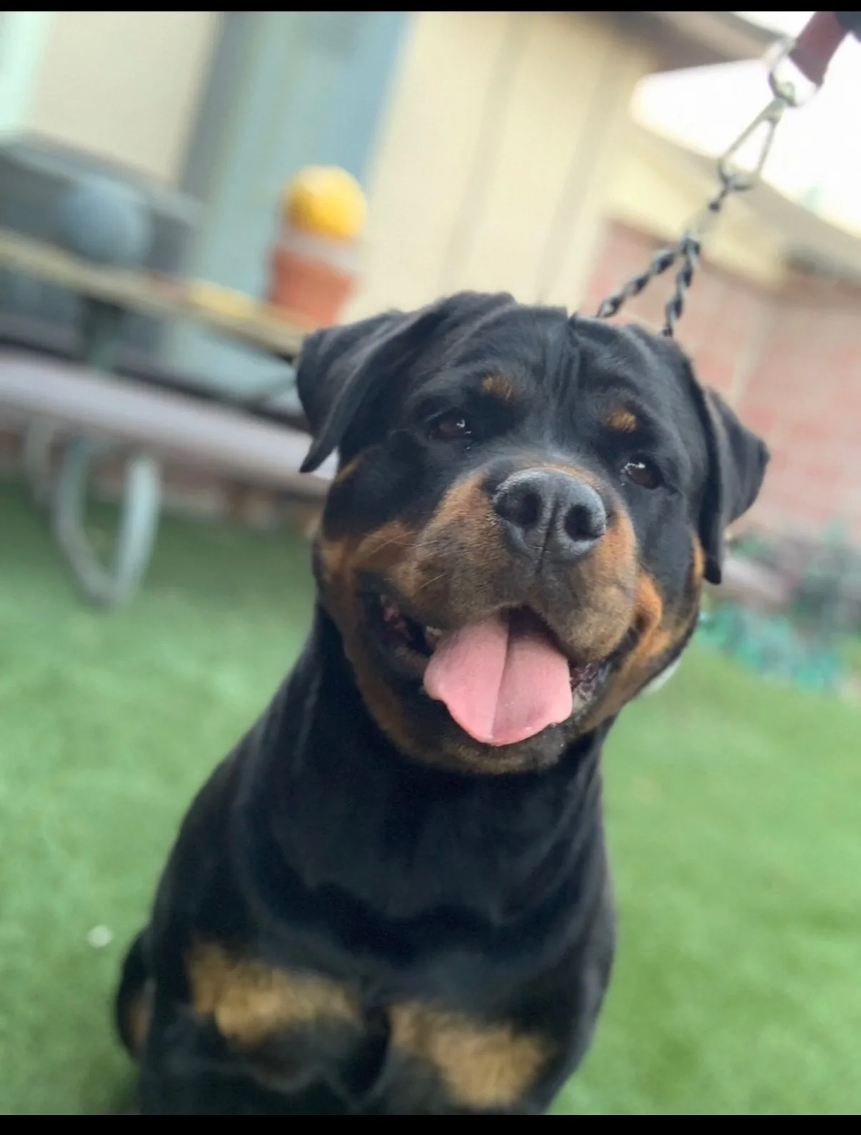 Taki — happy adult Rottweiler smiling on the grass